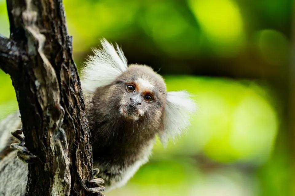 Xamã Senses - Hotel Pousada