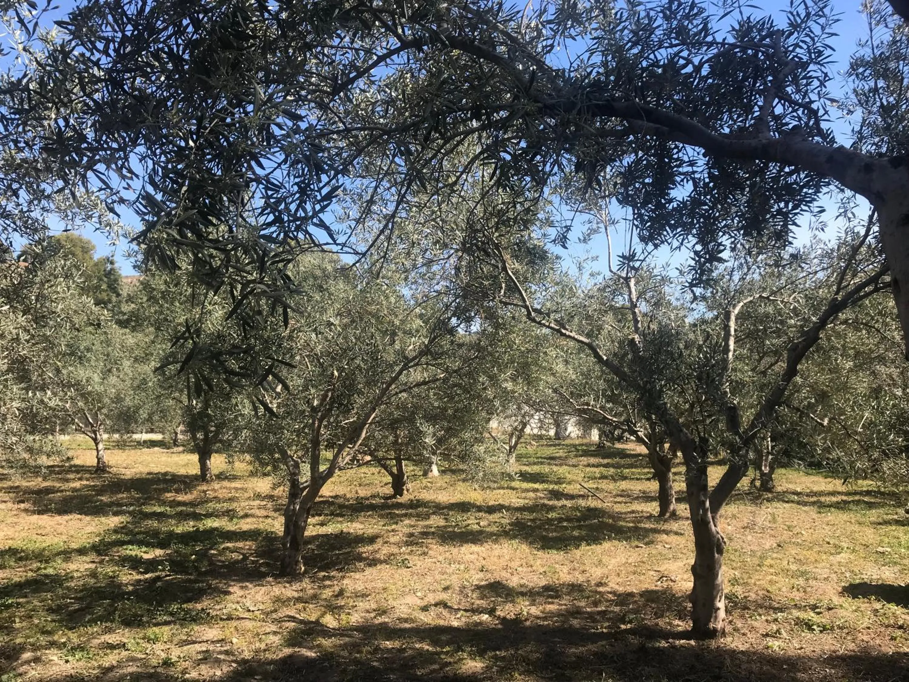 Natural landscape in Alojamiento con Encanto en Málaga