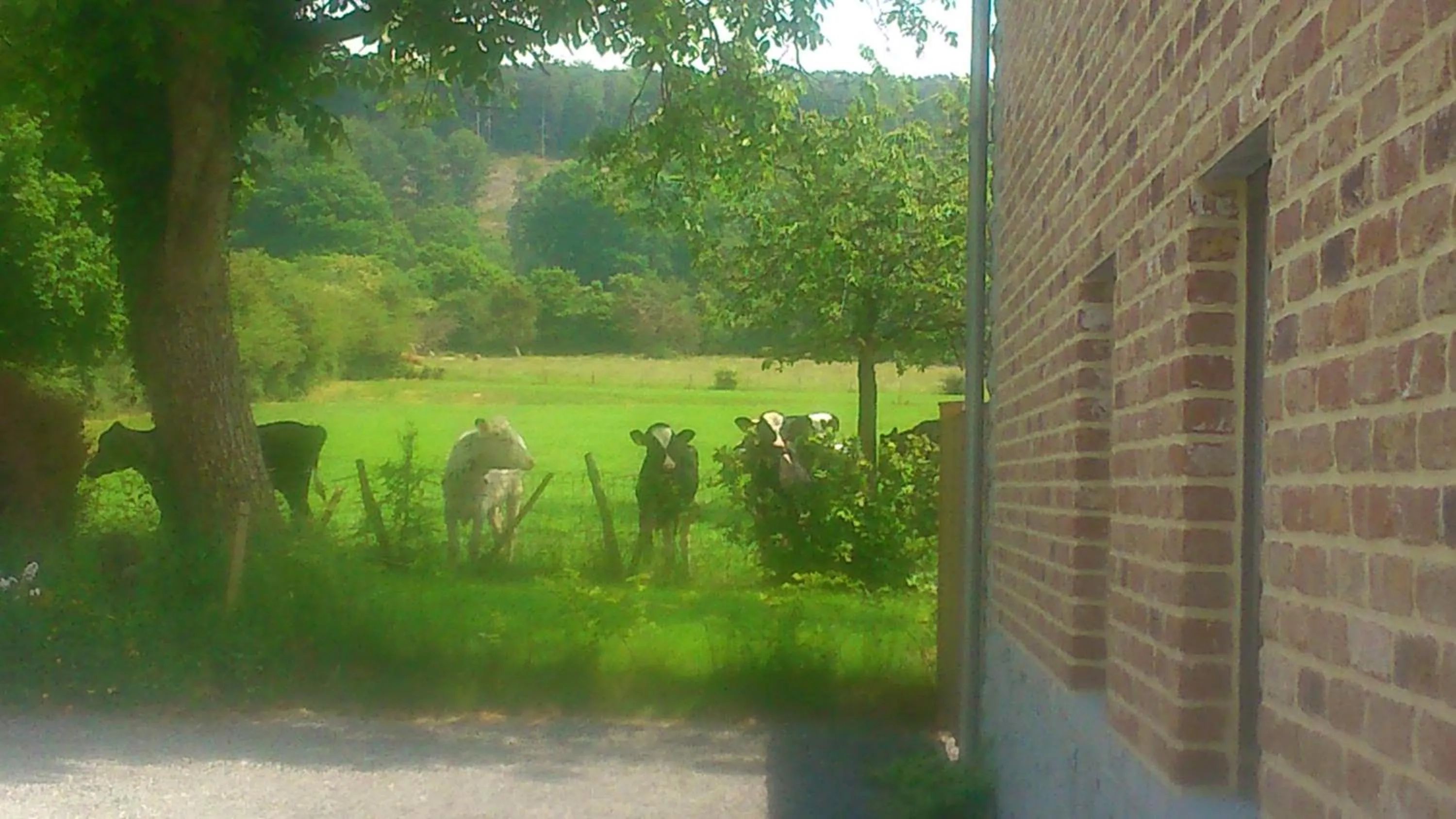 Garden in B&B Au Coeur de Villers