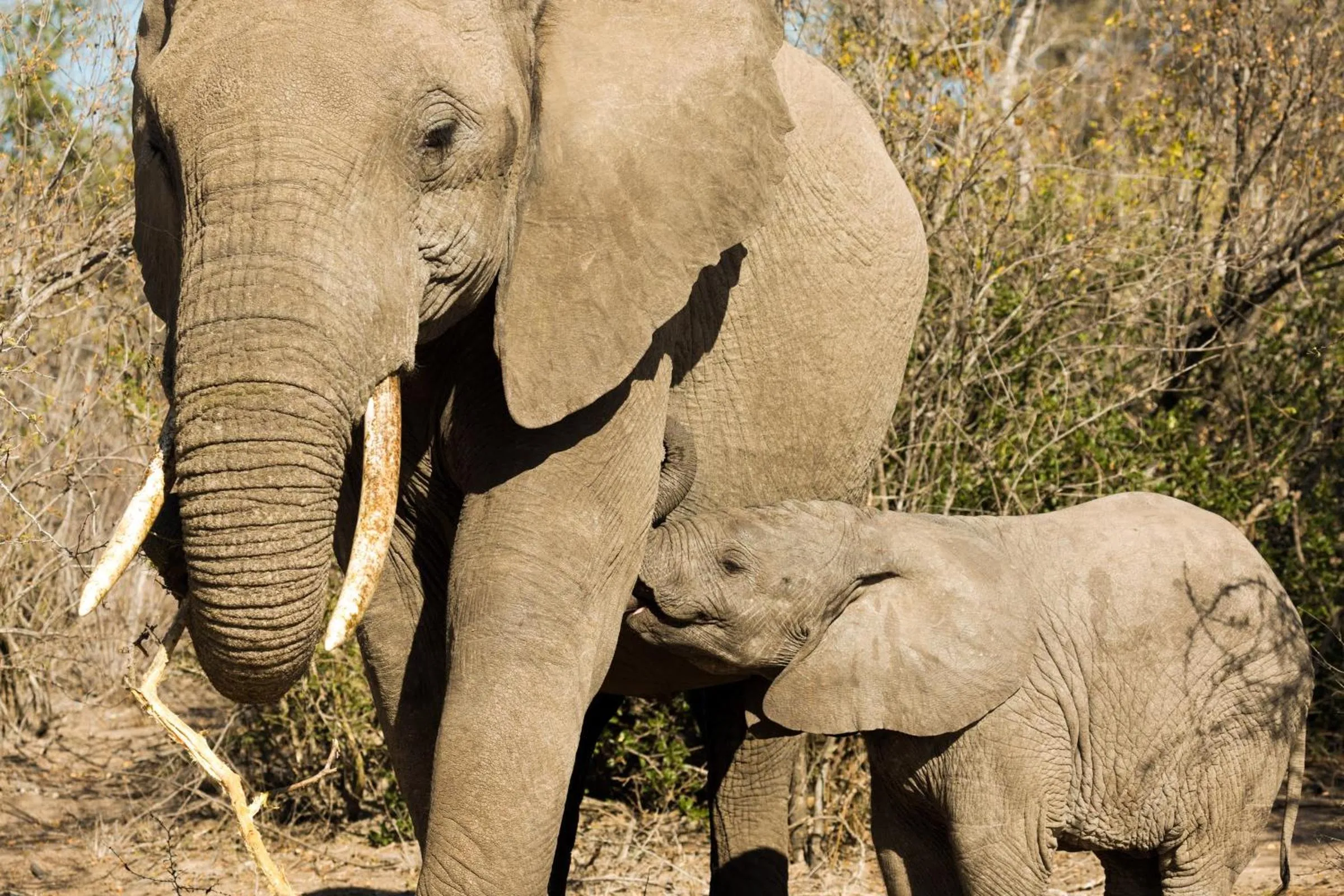 Animals in Vuyani Safari Lodge