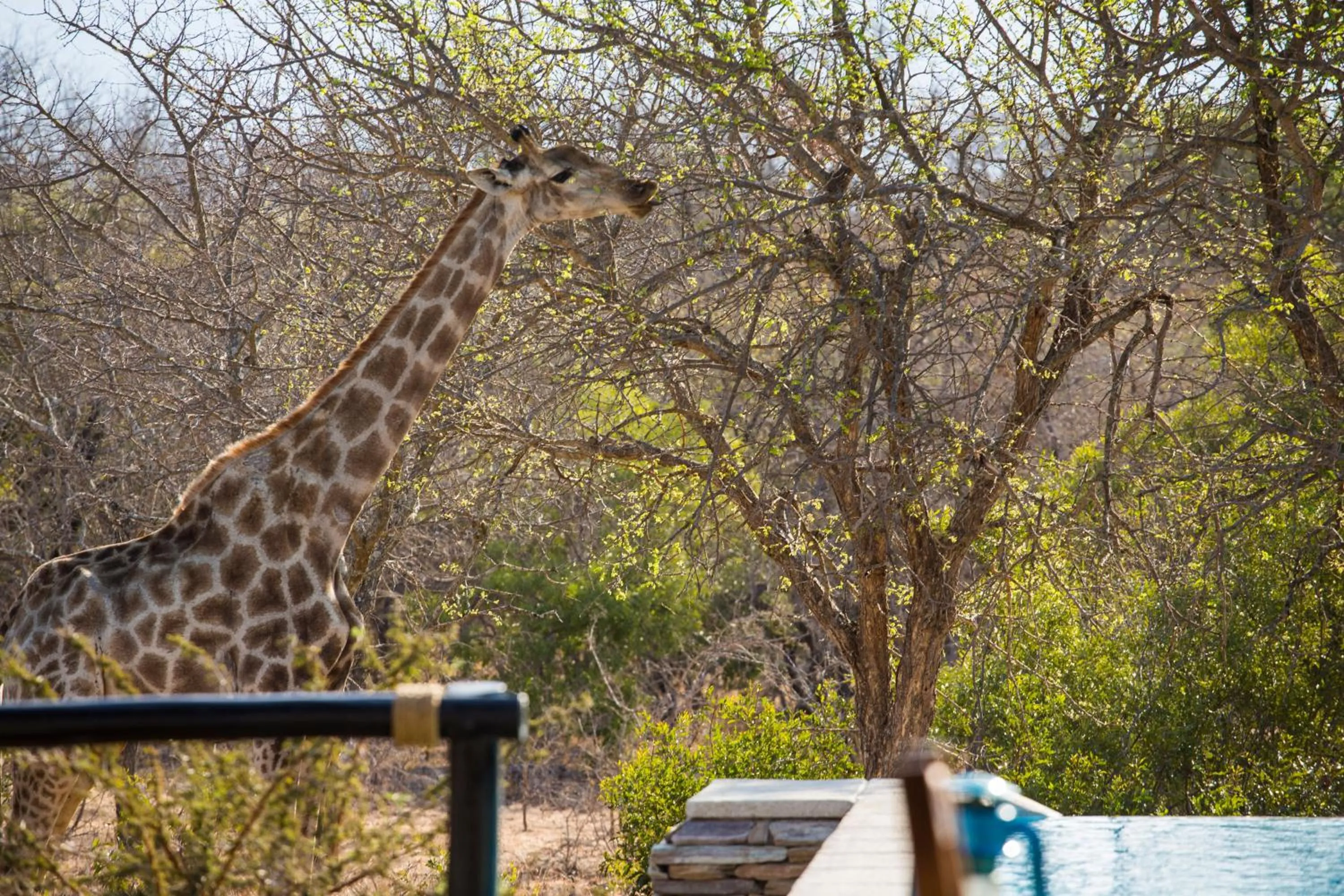 Animals in Vuyani Safari Lodge