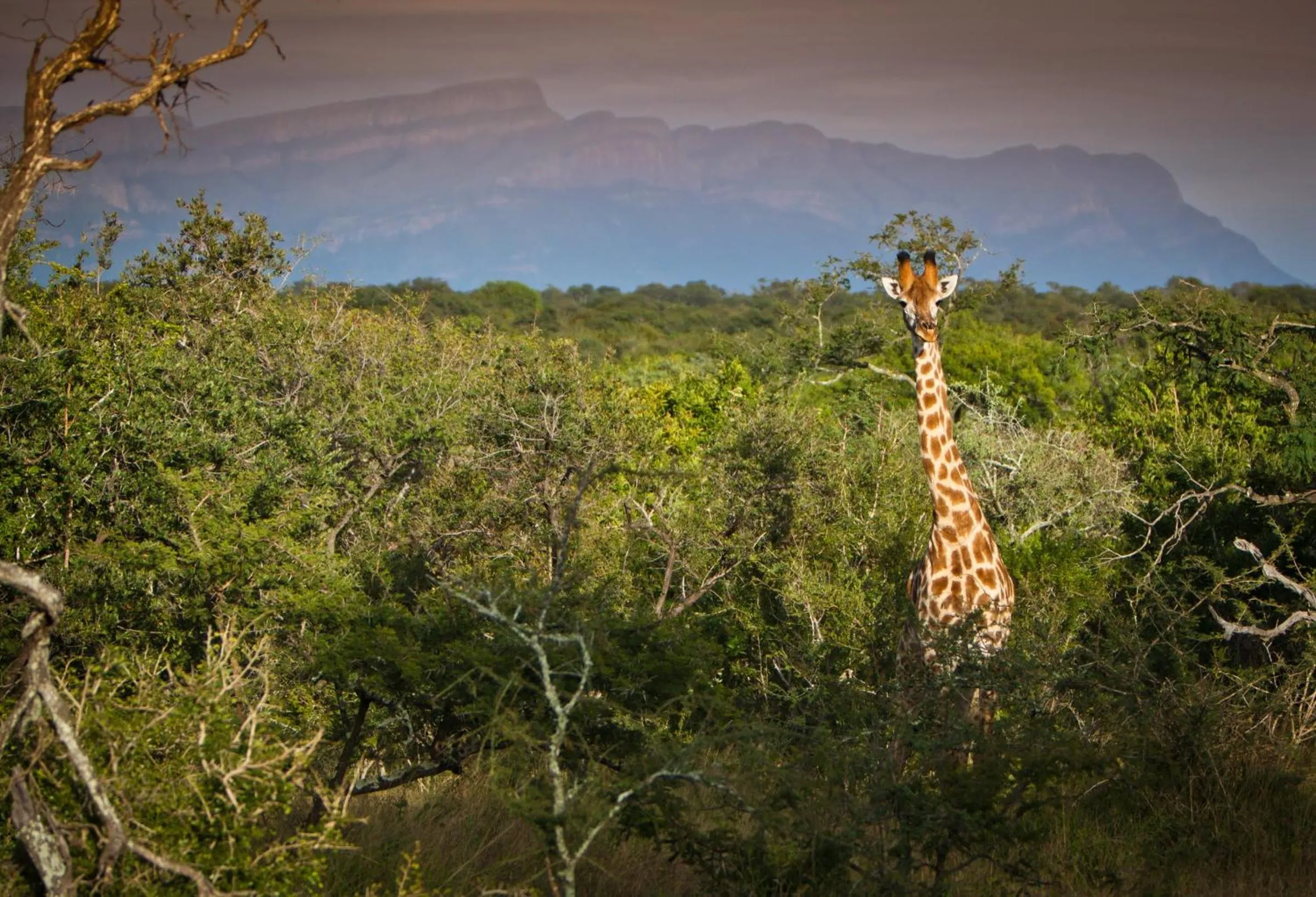 Animals in Vuyani Safari Lodge