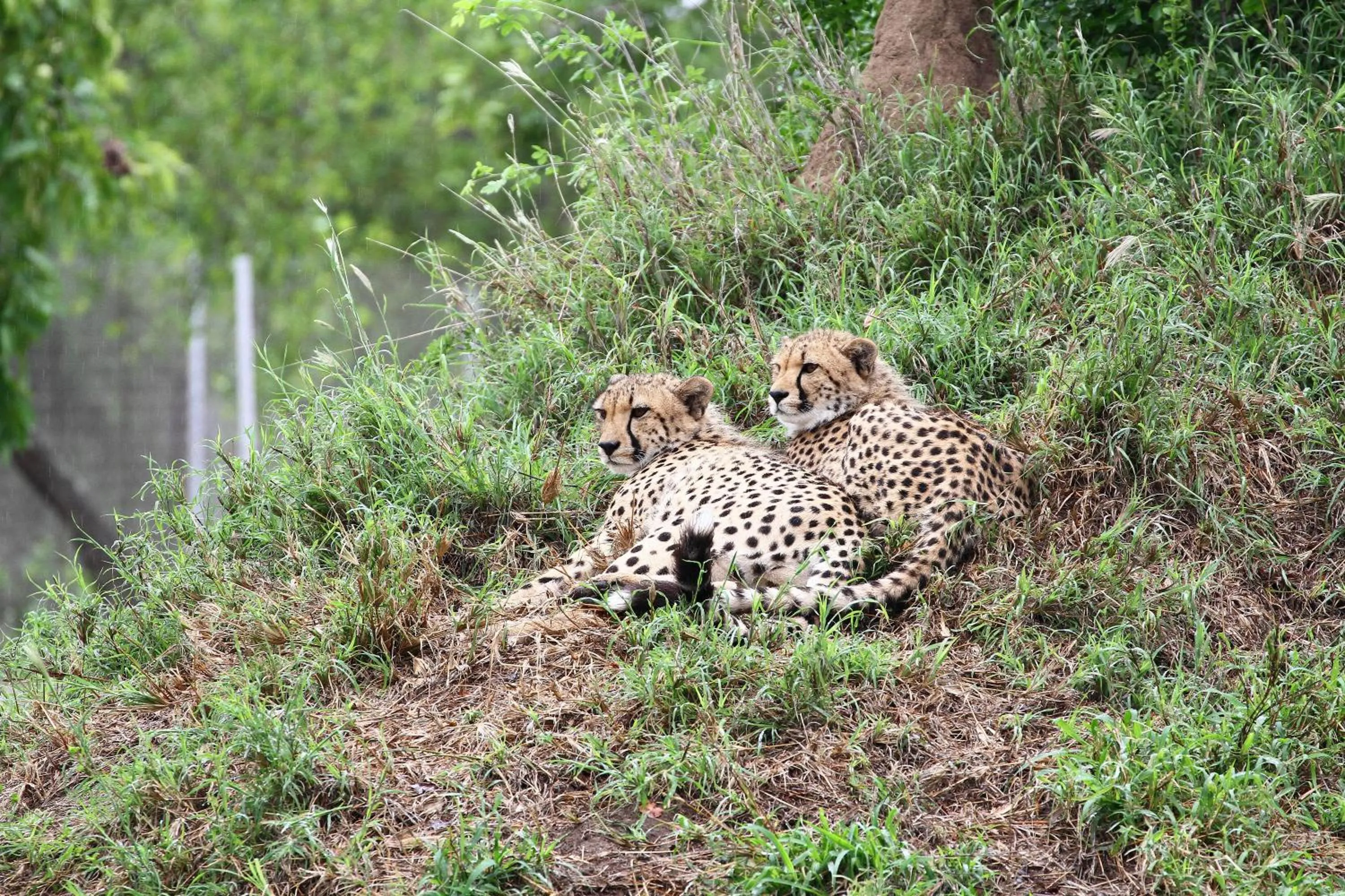 Other in Vuyani Safari Lodge