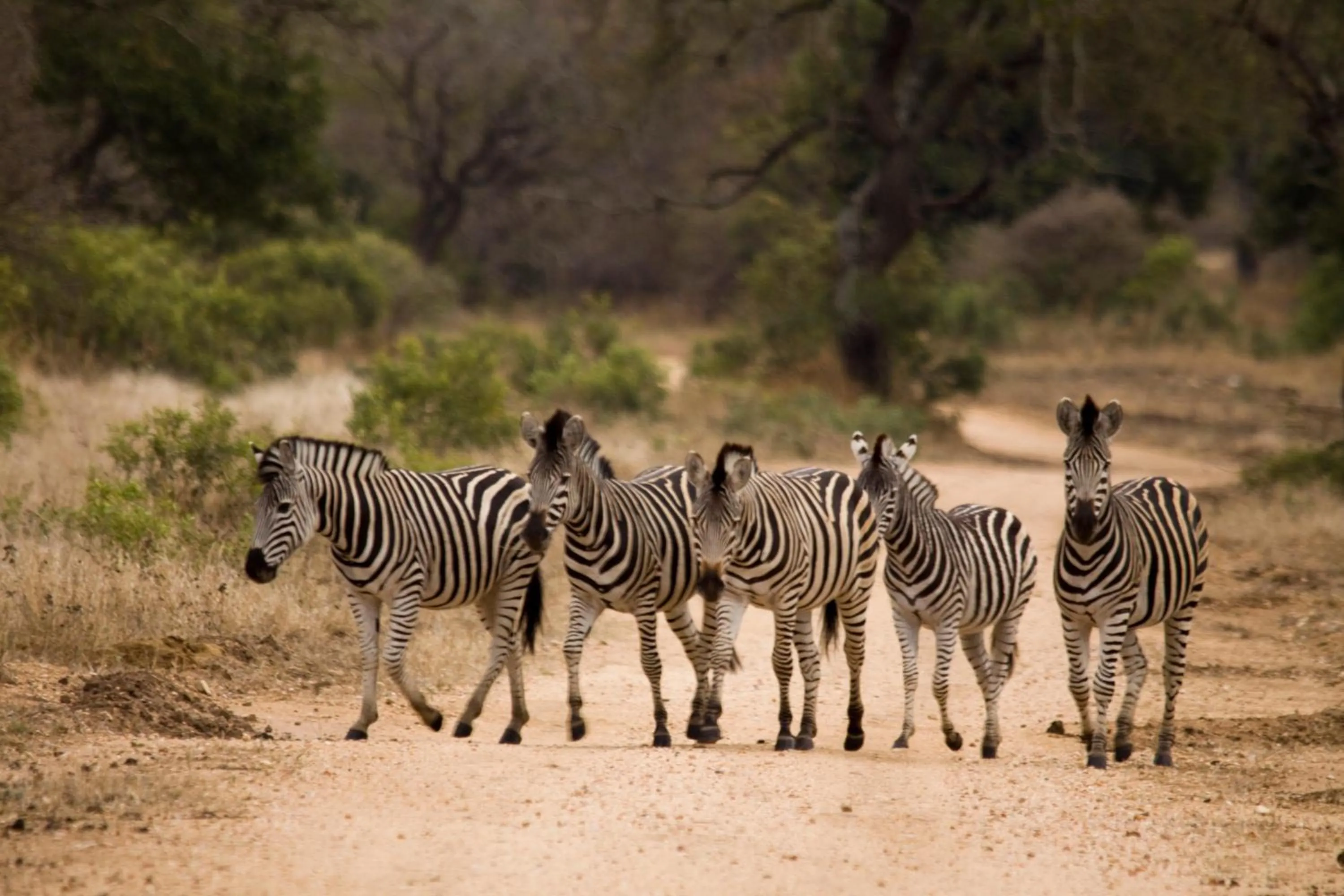 Other in Vuyani Safari Lodge