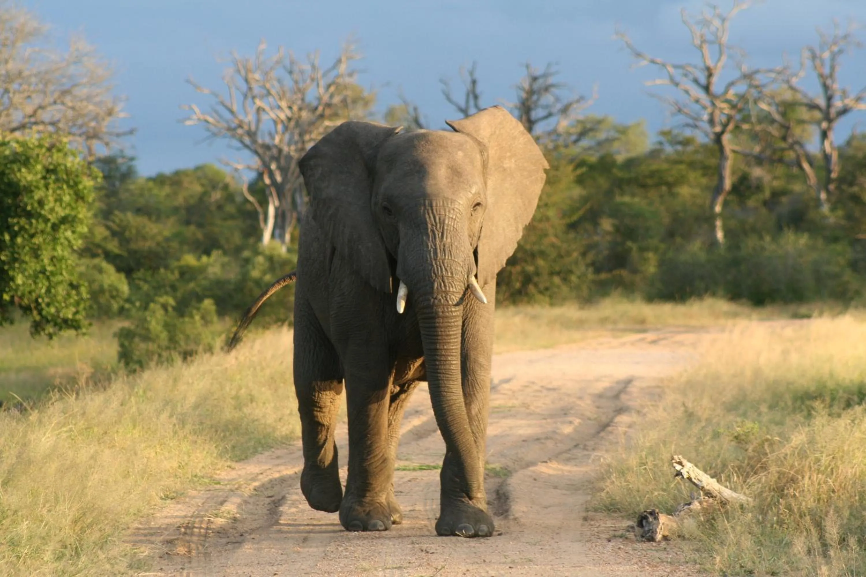 Other in Vuyani Safari Lodge