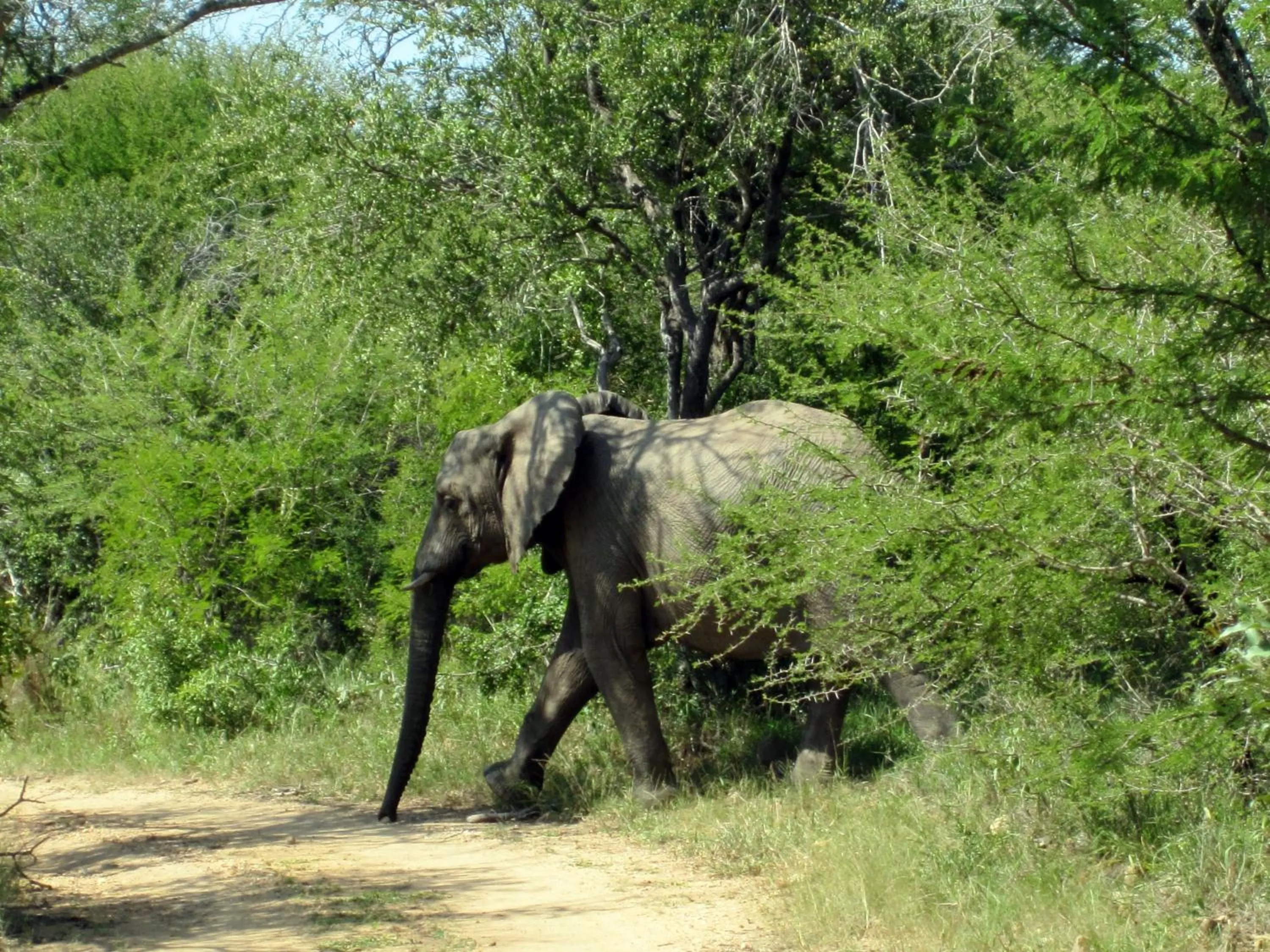 Other in Vuyani Safari Lodge