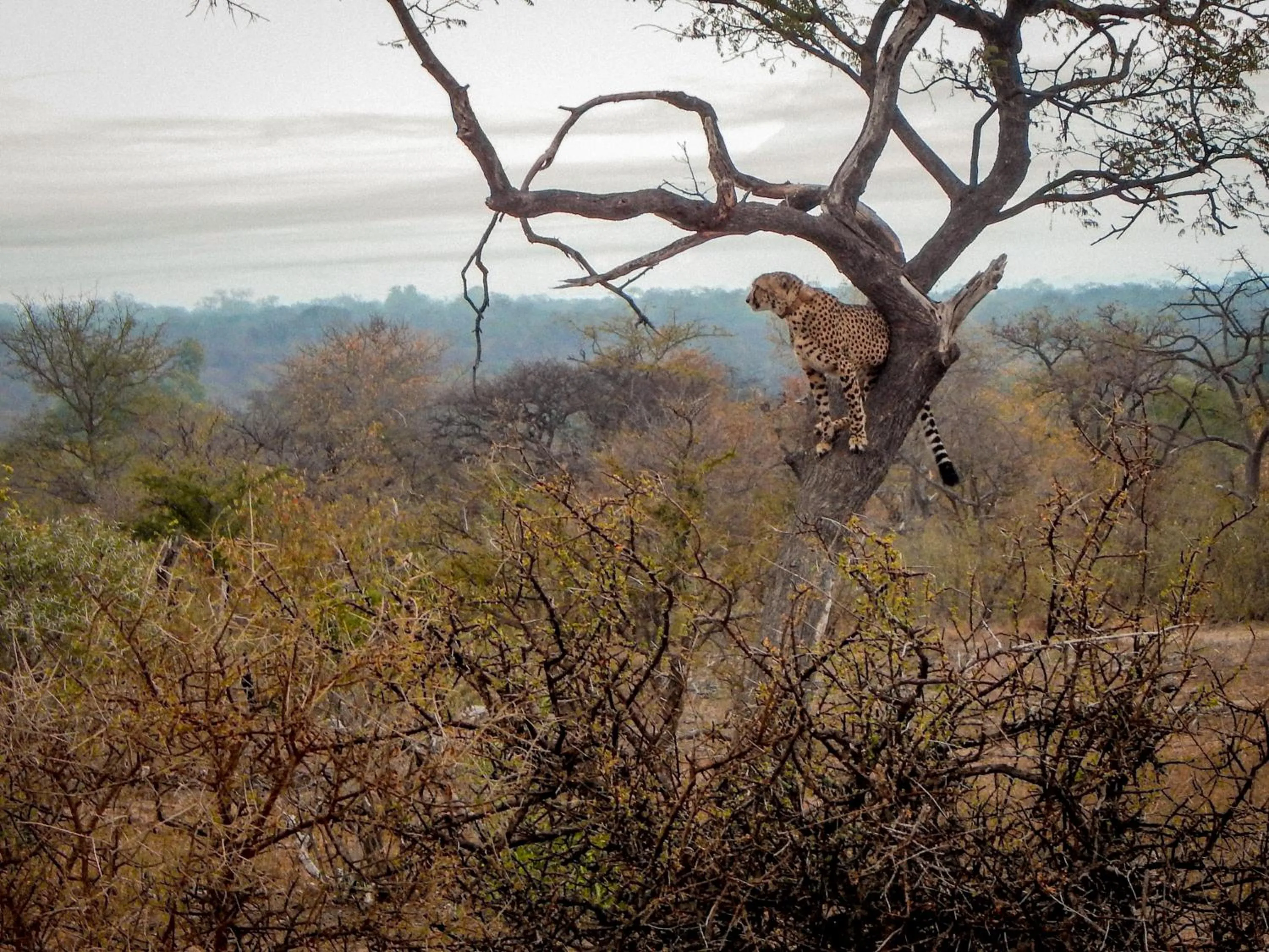Animals in Vuyani Safari Lodge