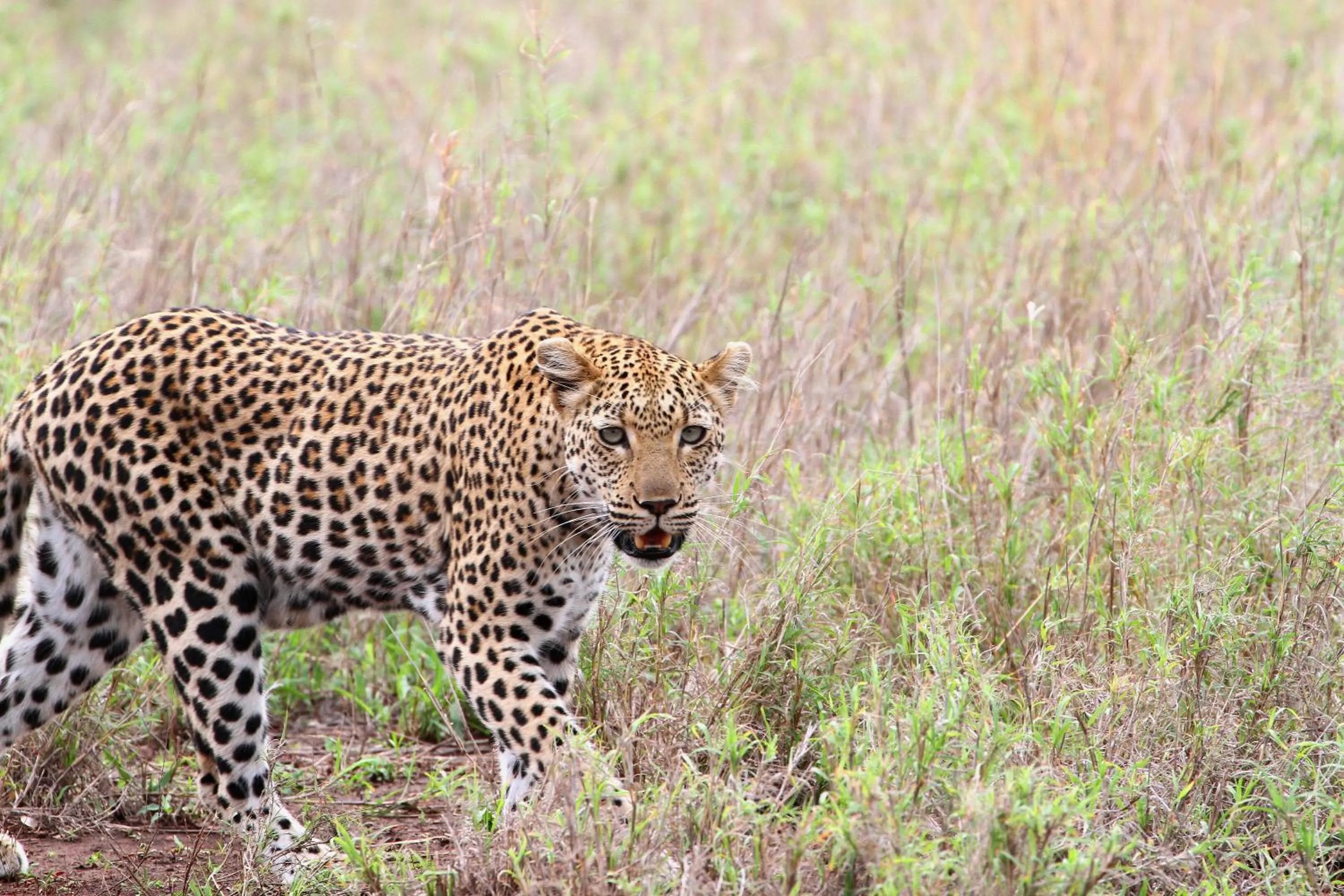 Other in Vuyani Safari Lodge