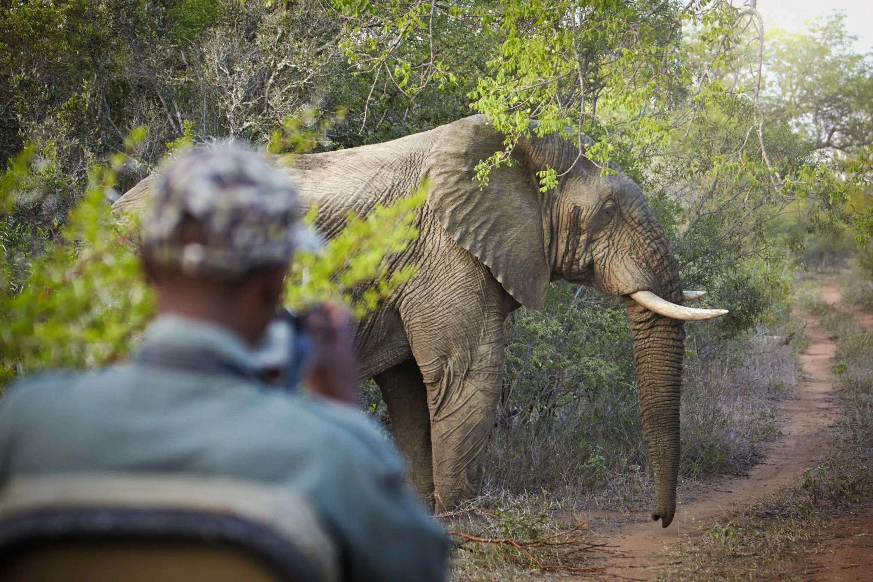 Animals in Vuyani Safari Lodge