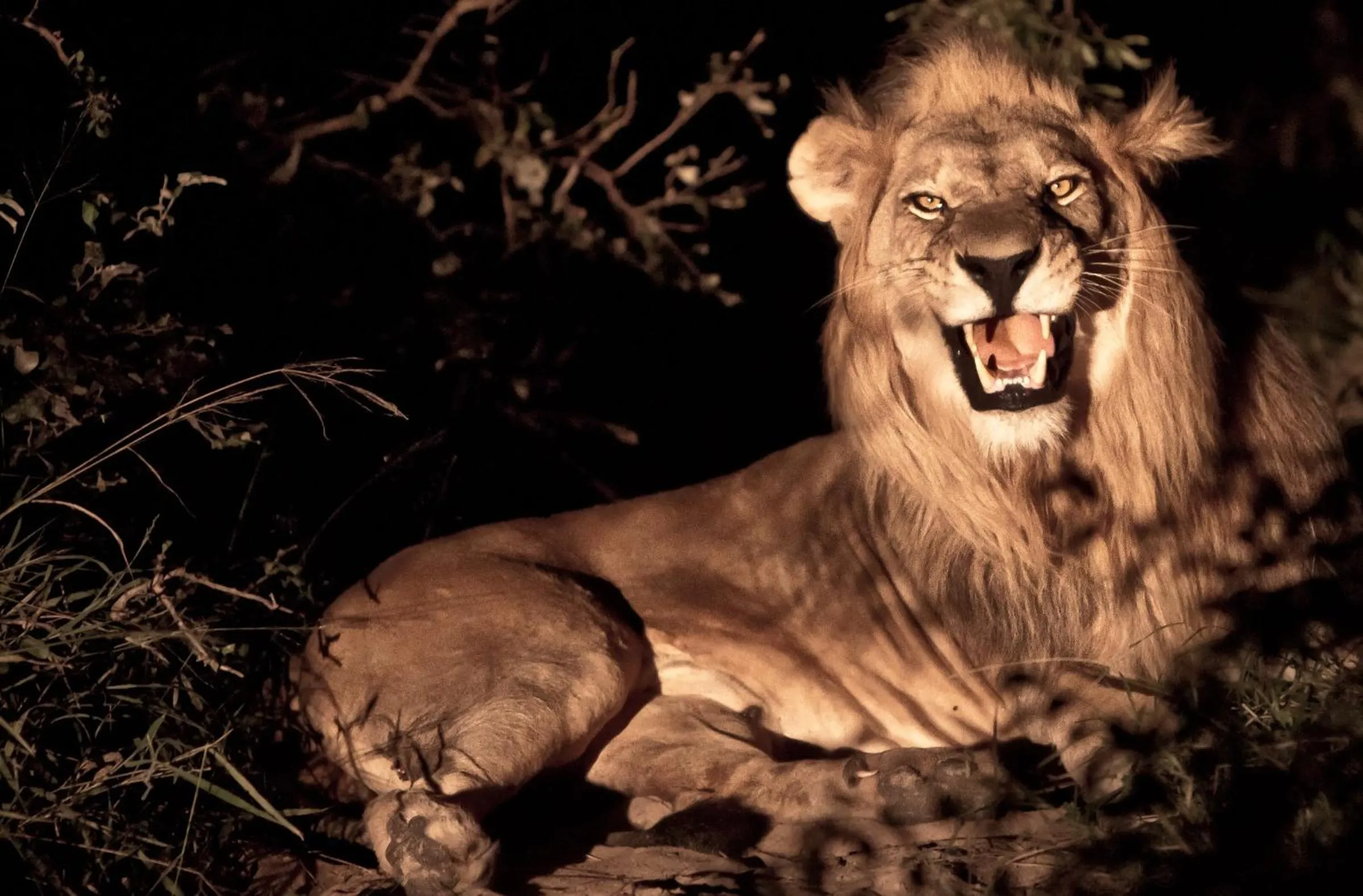 Animals in Vuyani Safari Lodge