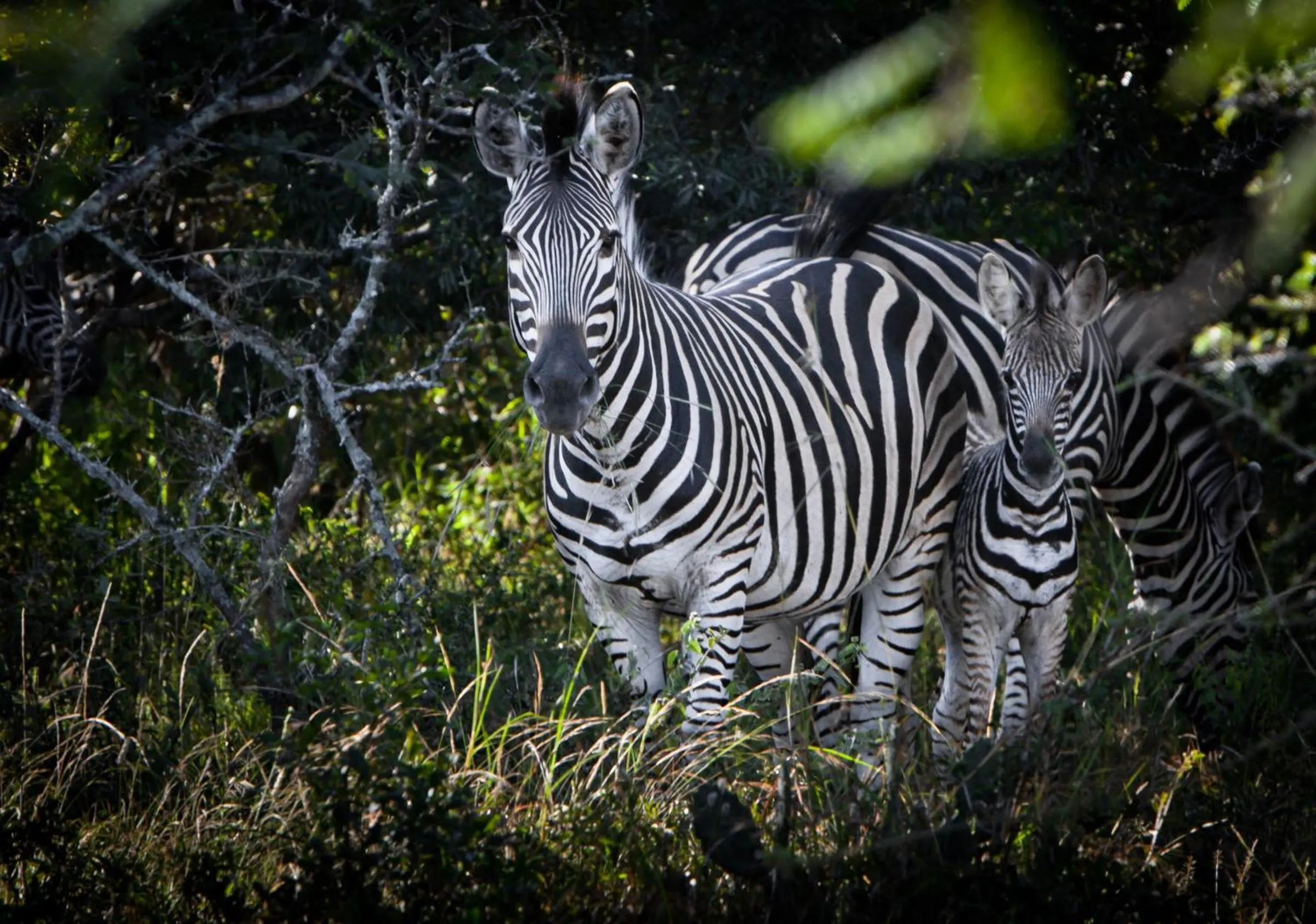 Animals in Vuyani Safari Lodge