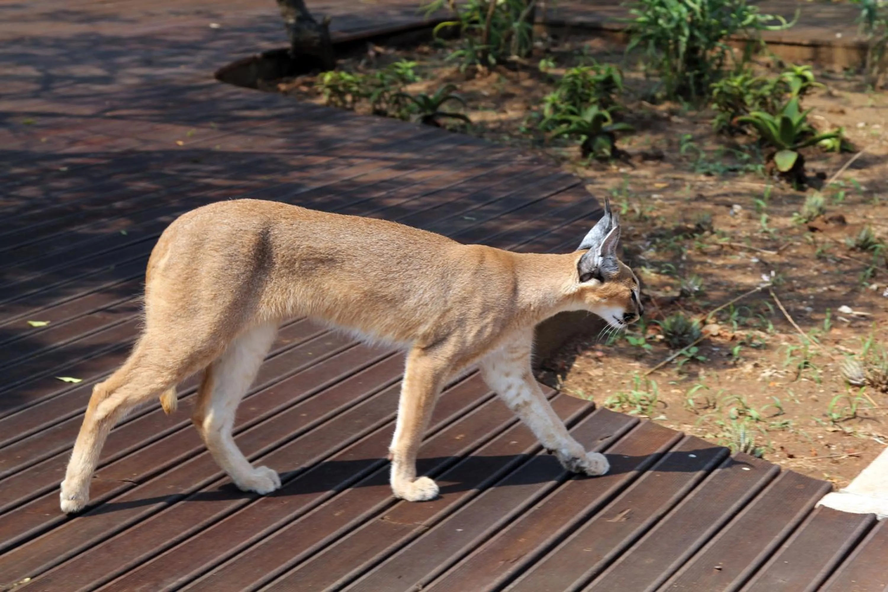 Other in Vuyani Safari Lodge