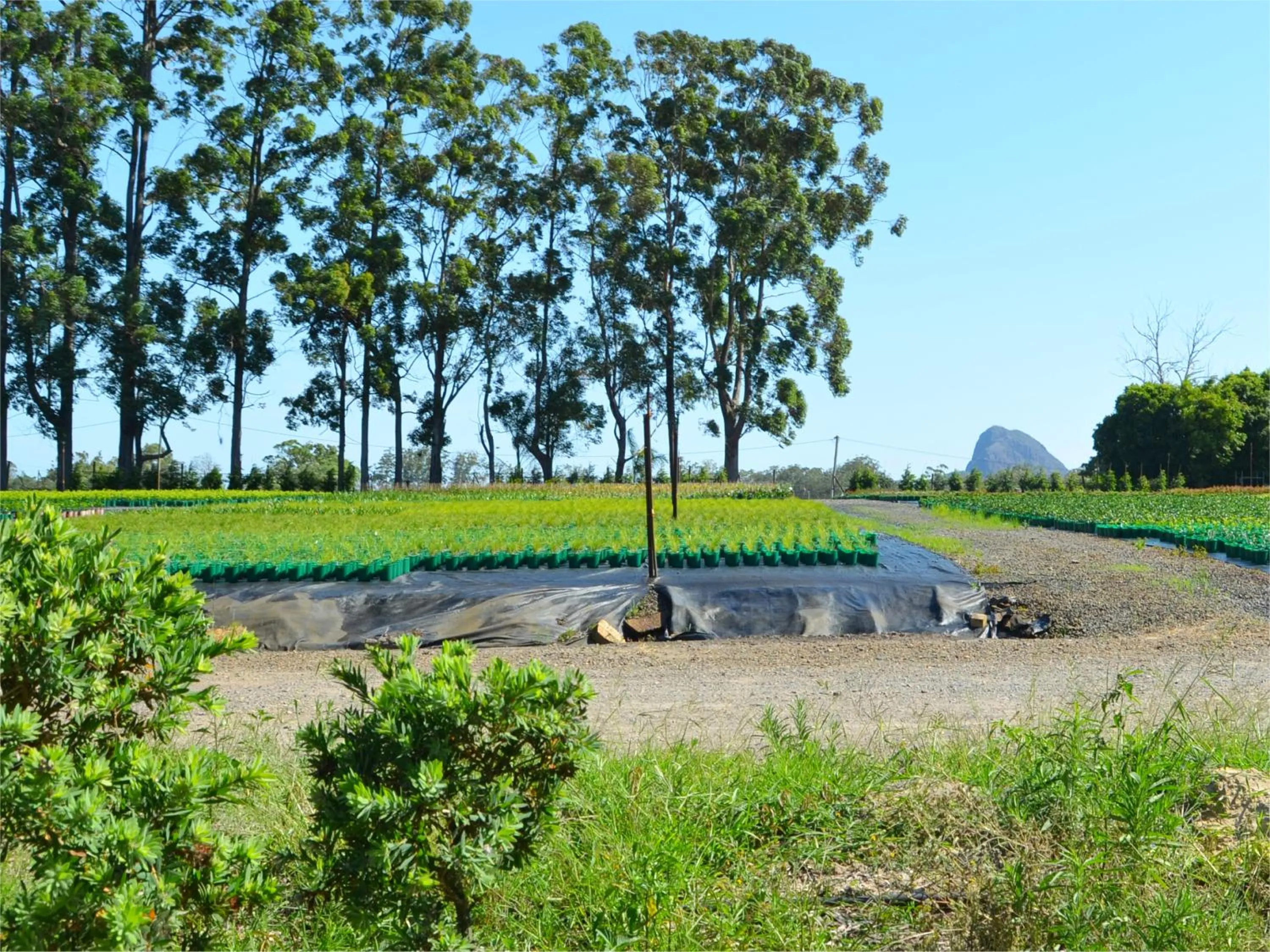 Garden view in Beerwah Glasshouse Motel