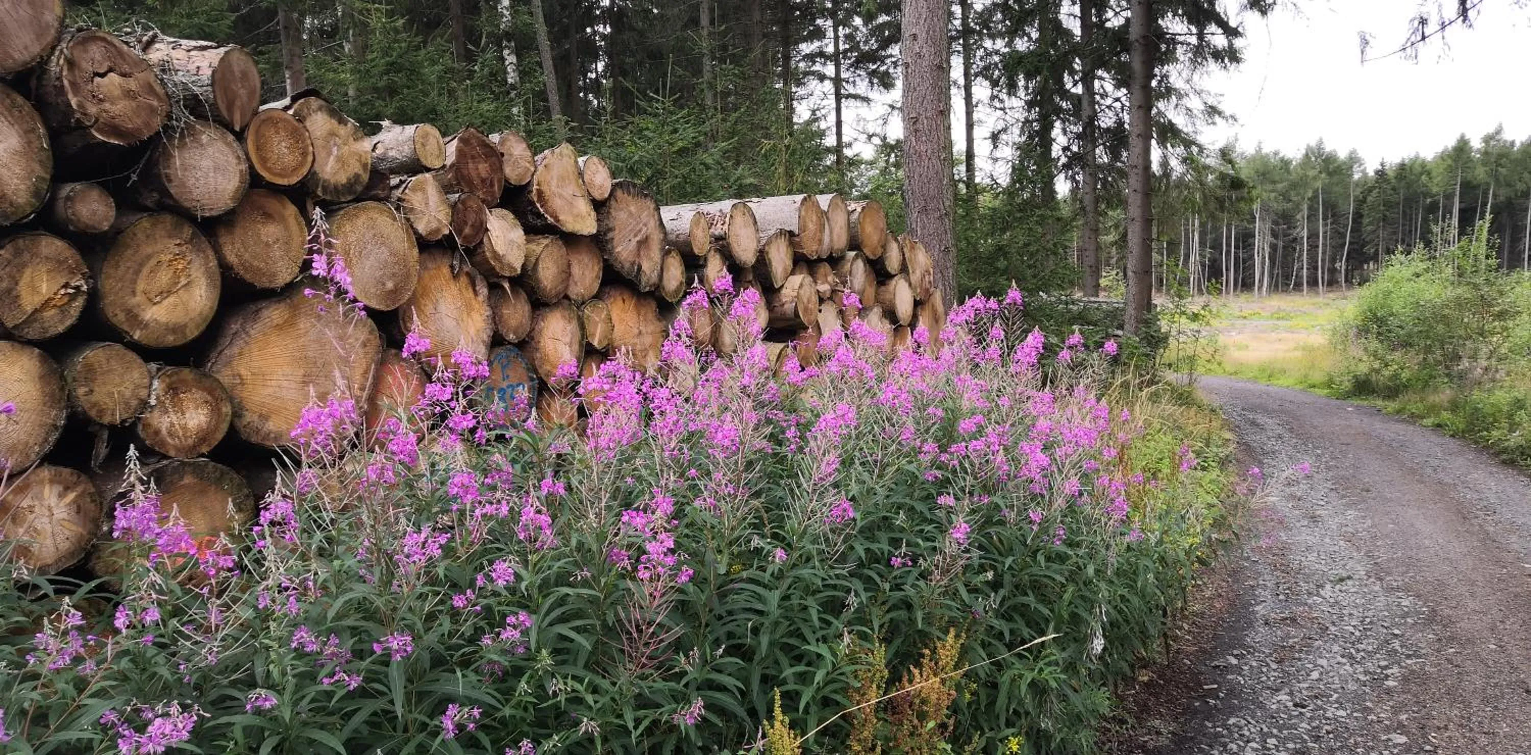 Nearby landmark in HarzHotel Güntersberge