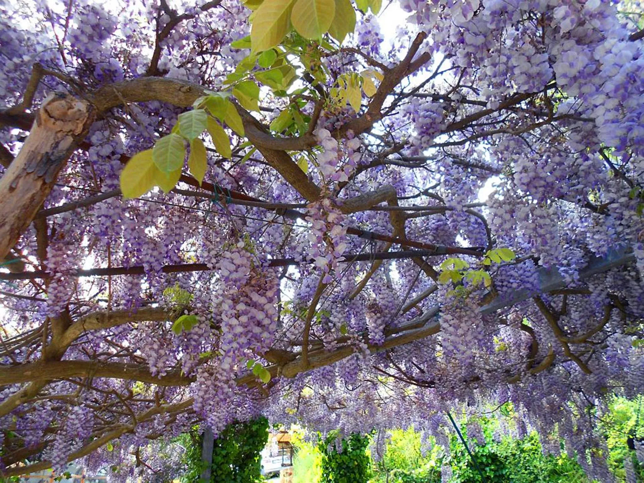 Garden in B&B Glicine
