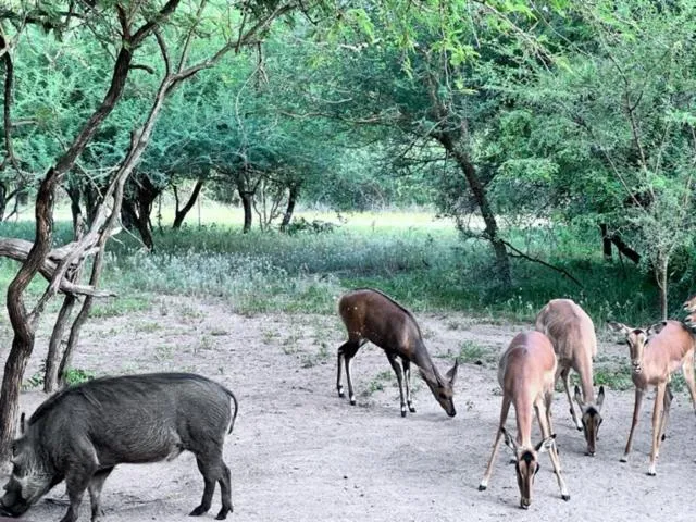 Animals in Turaco Lodge - No Loadshedding