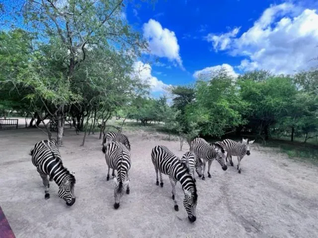 Animals in Turaco Lodge - No Loadshedding