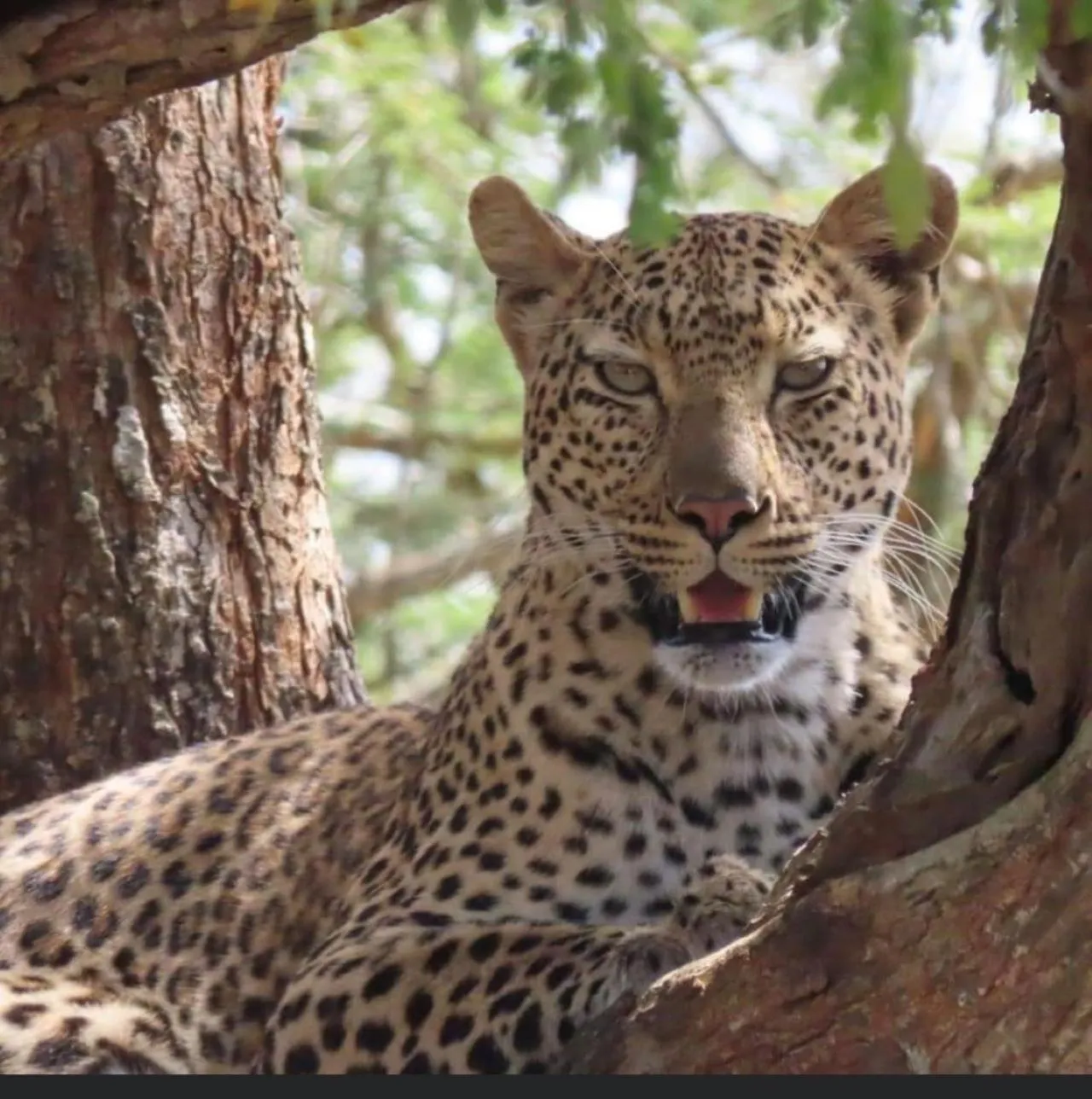 Animals in Turaco Lodge - No Loadshedding