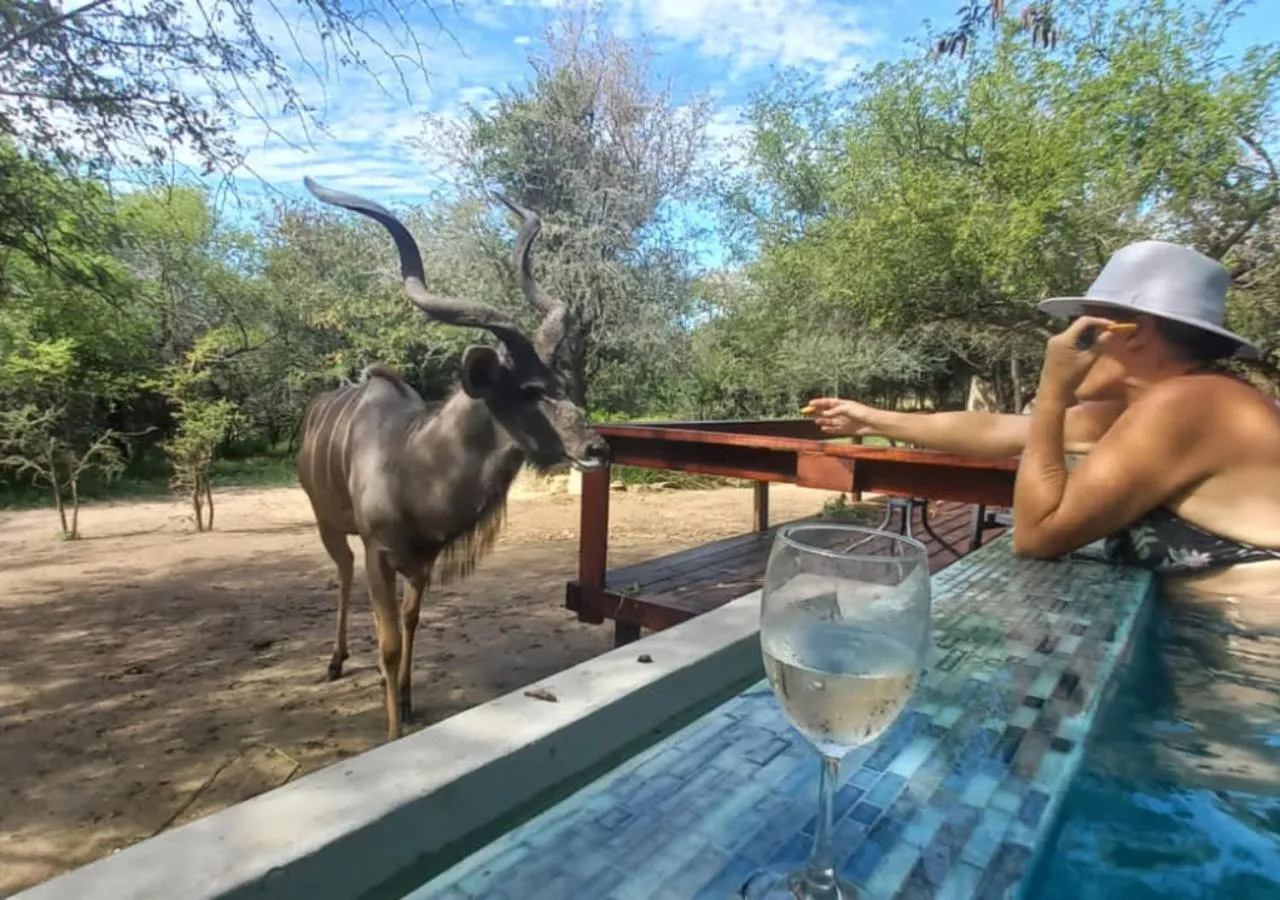 Swimming pool in Turaco Lodge - No Loadshedding