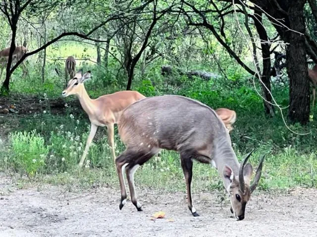 Animals in Turaco Lodge - No Loadshedding