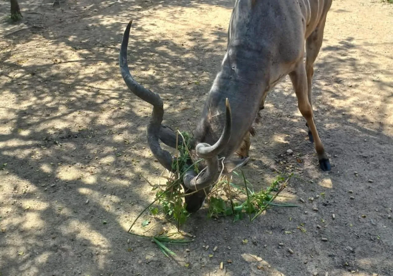 Animals in Turaco Lodge - No Loadshedding
