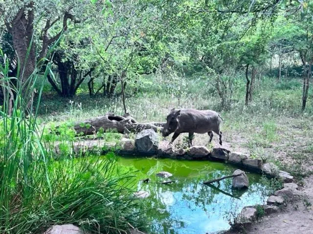 Animals in Turaco Lodge - No Loadshedding
