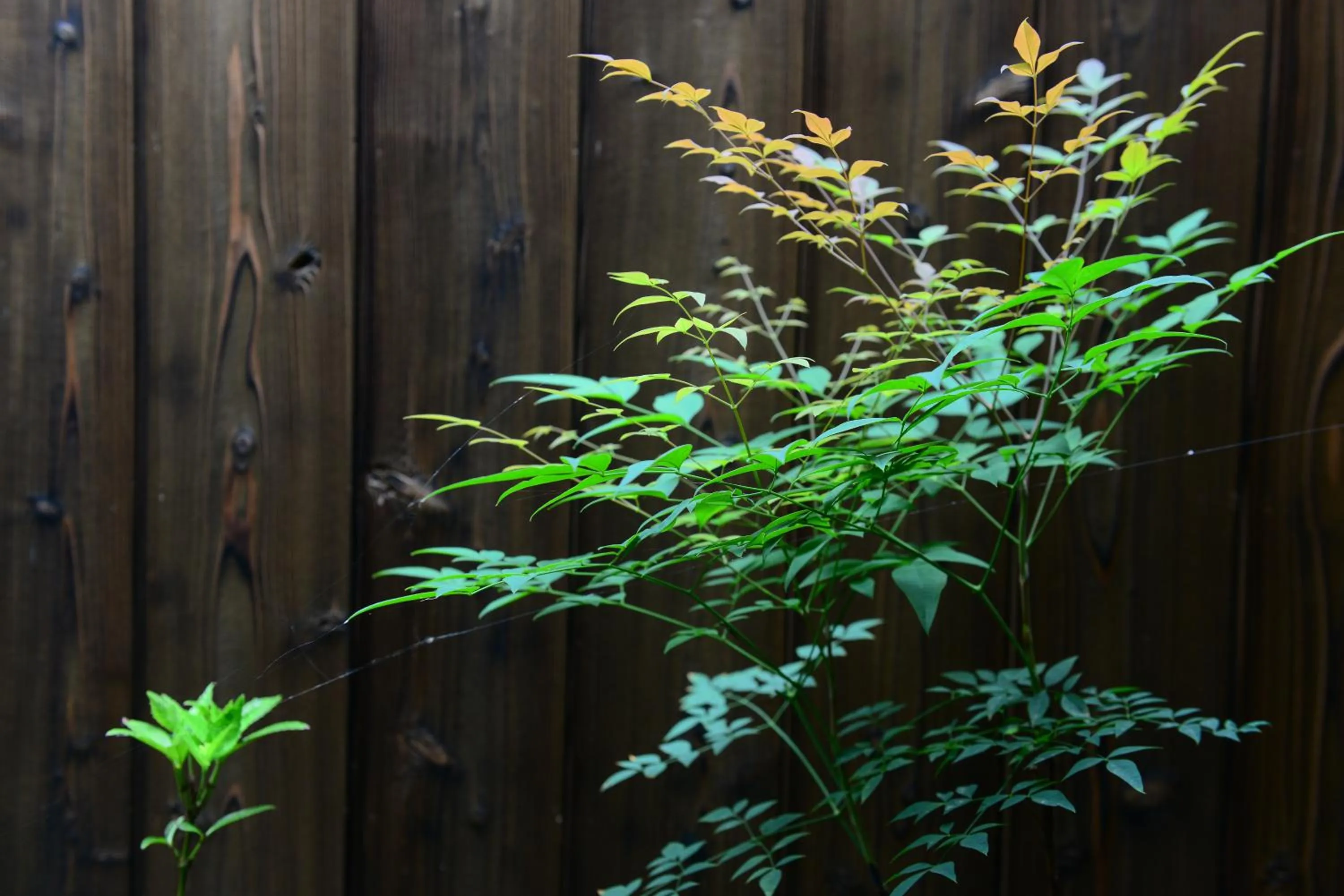 Garden in Nishioji TANUKI 西大路 狸