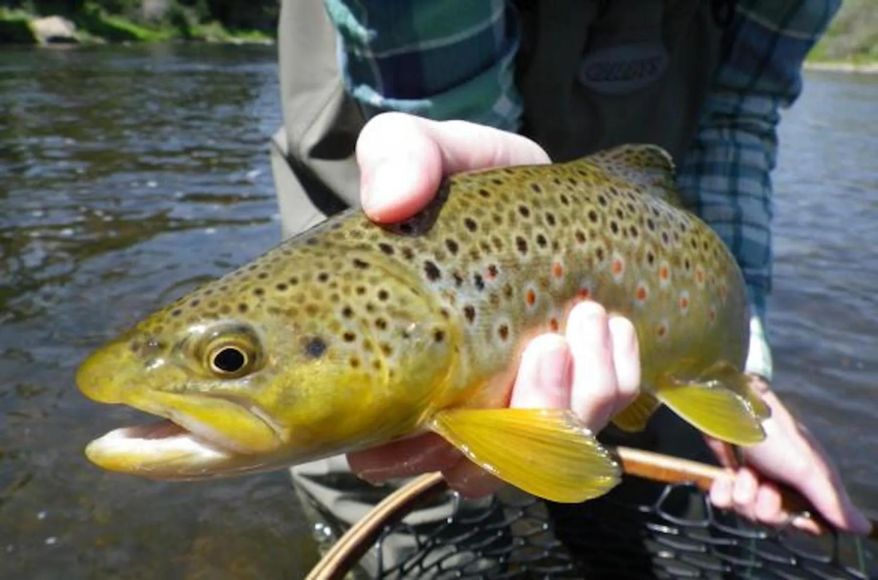 Other in The Viking Lodge - Downtown Winter Park Colorado