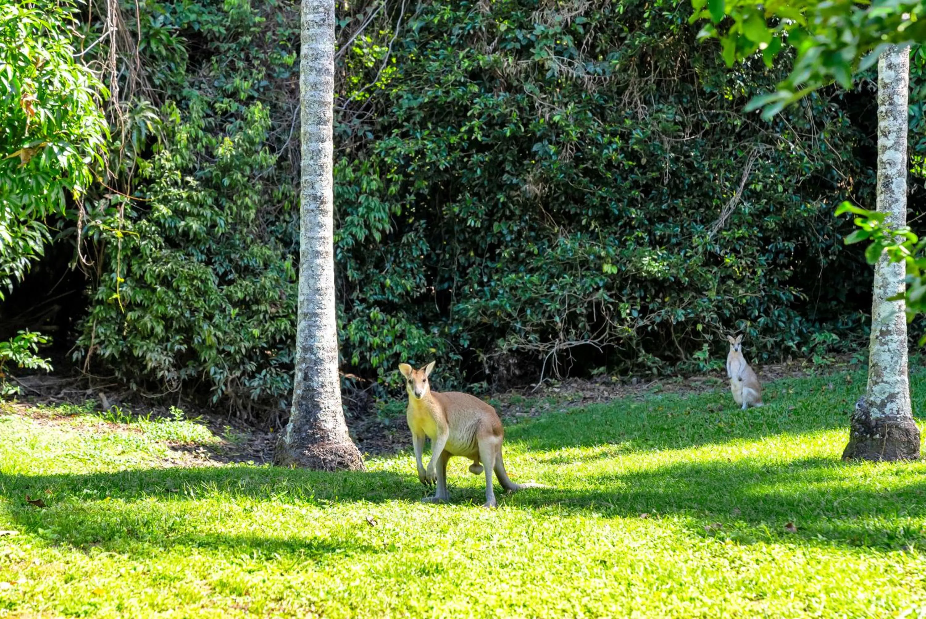 Animals in Argosy On The Beach