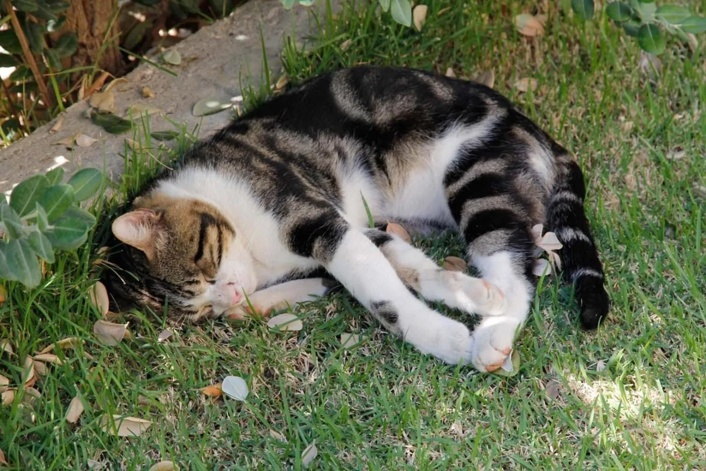 Pets in Lambrinos Suites