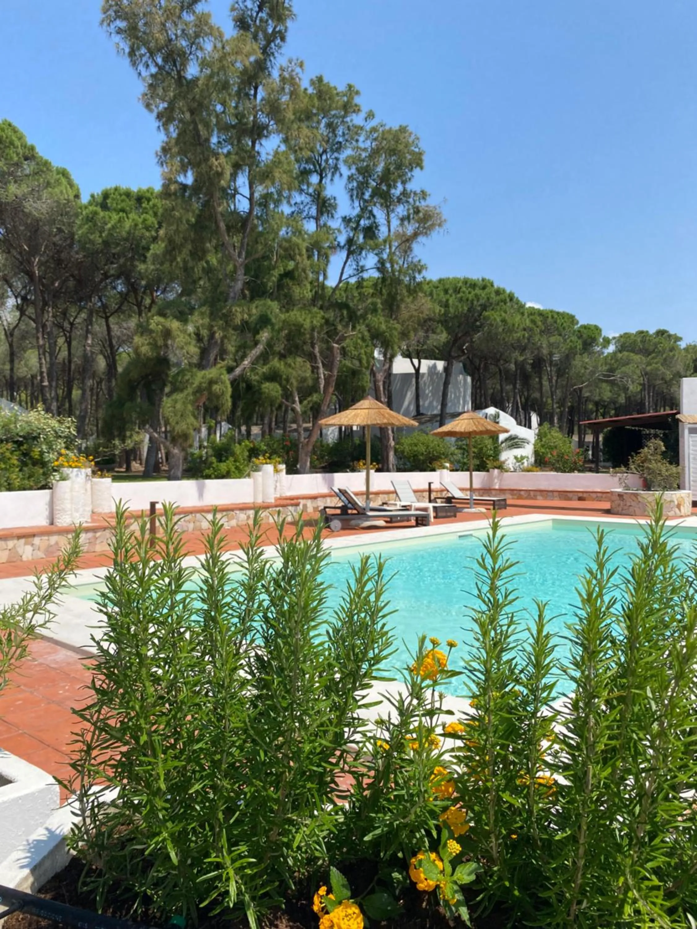 Swimming pool in Hotel Mare Pineta