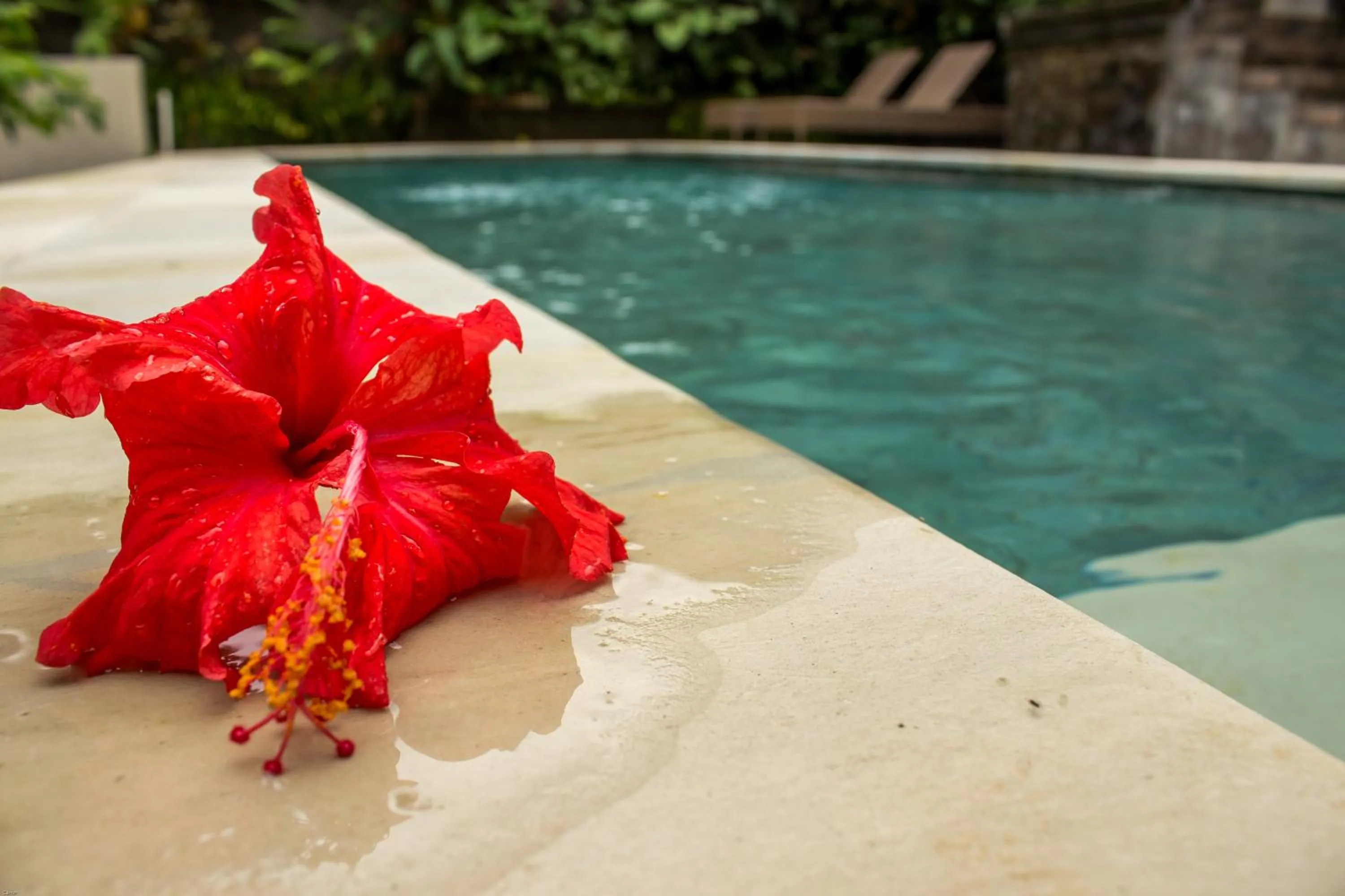 Swimming pool in Bismajaya Bungalow