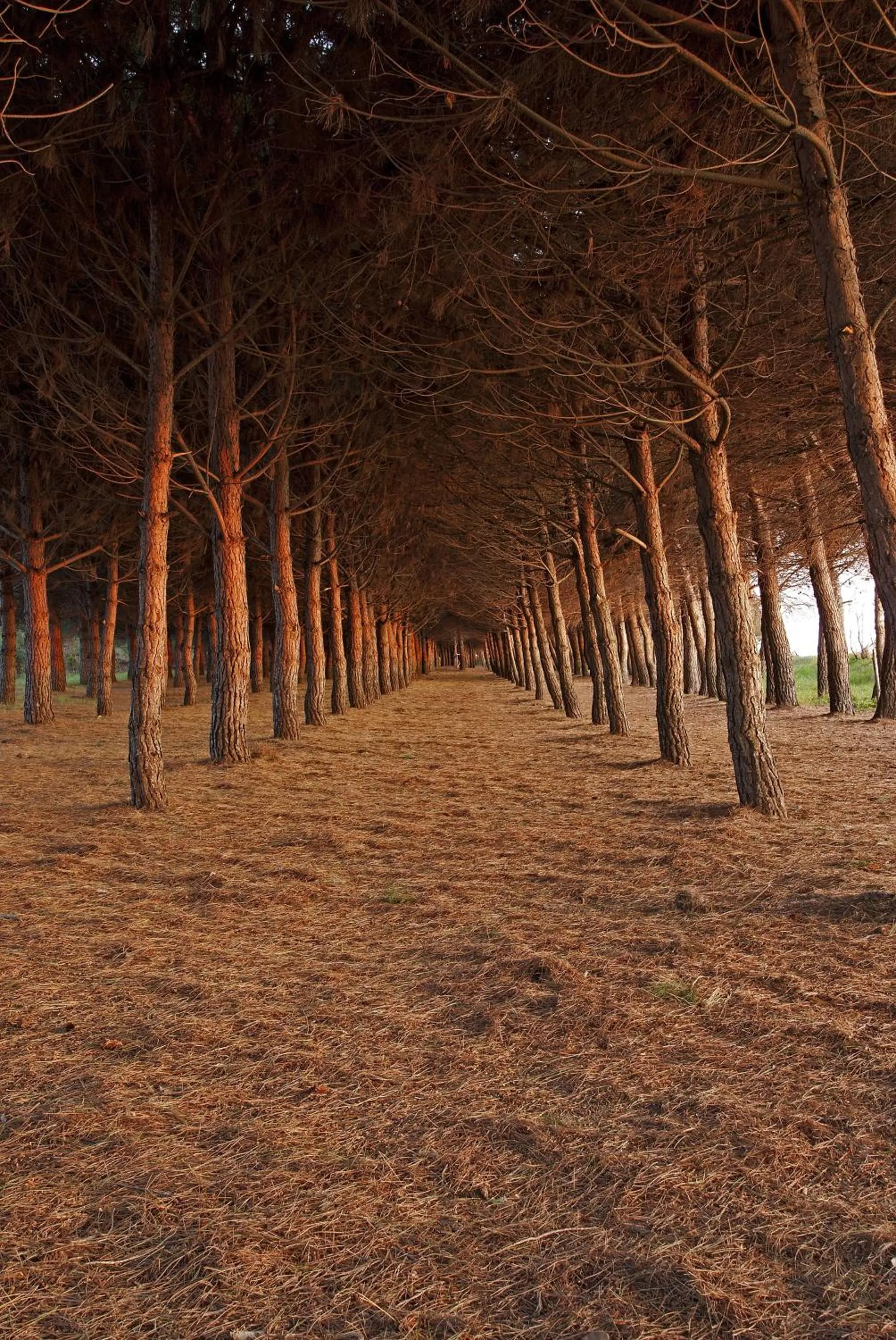 Natural landscape in Hotel Parco degli Ulivi
