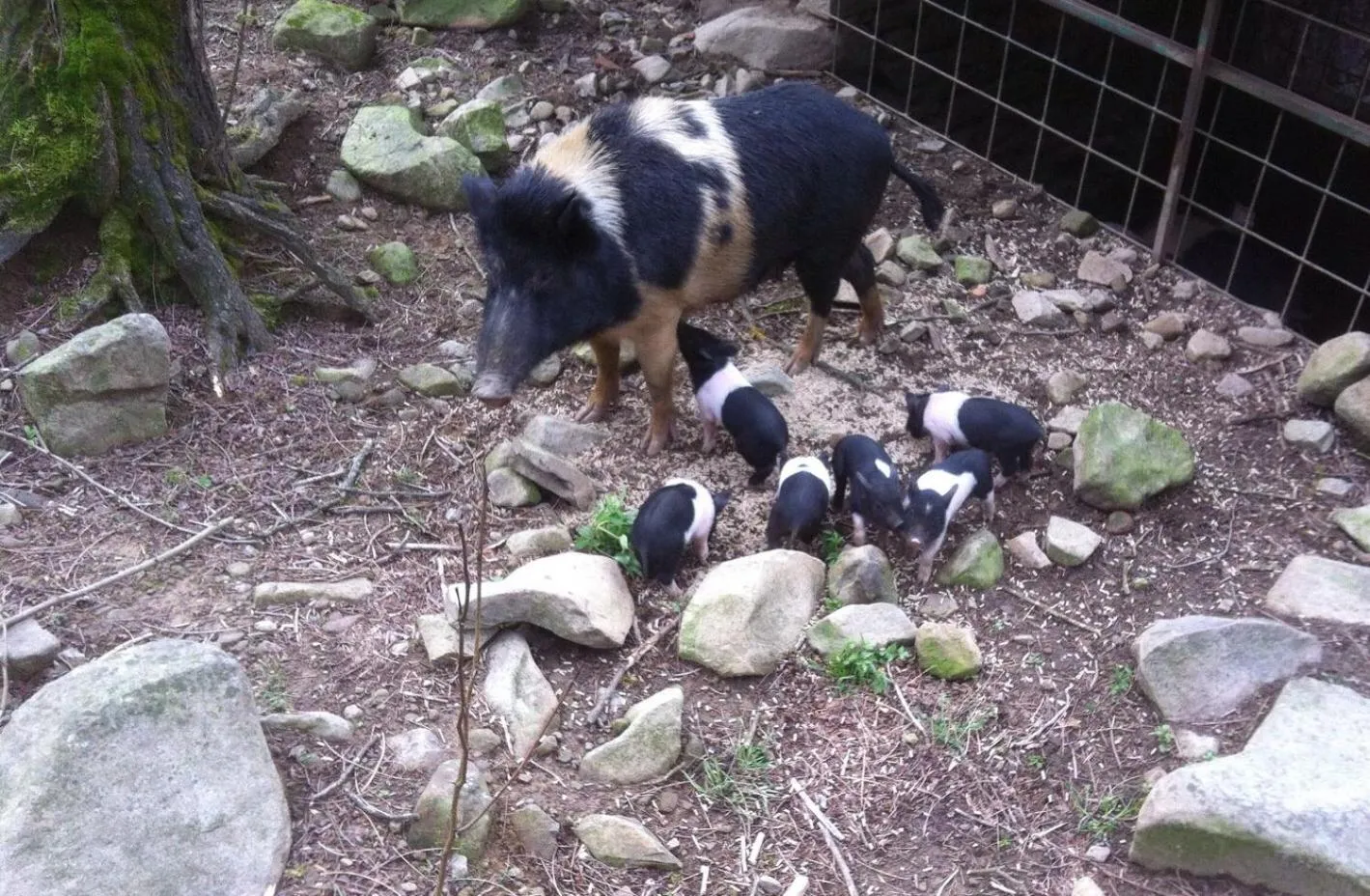 Animals in Agriturismo Pian di Fiume