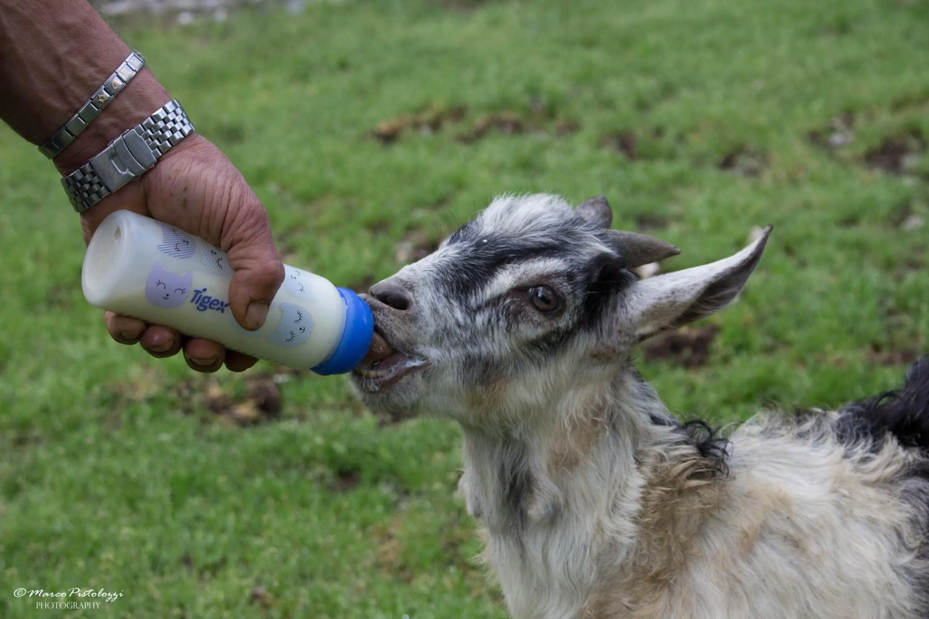 Animals in Agriturismo Pian di Fiume