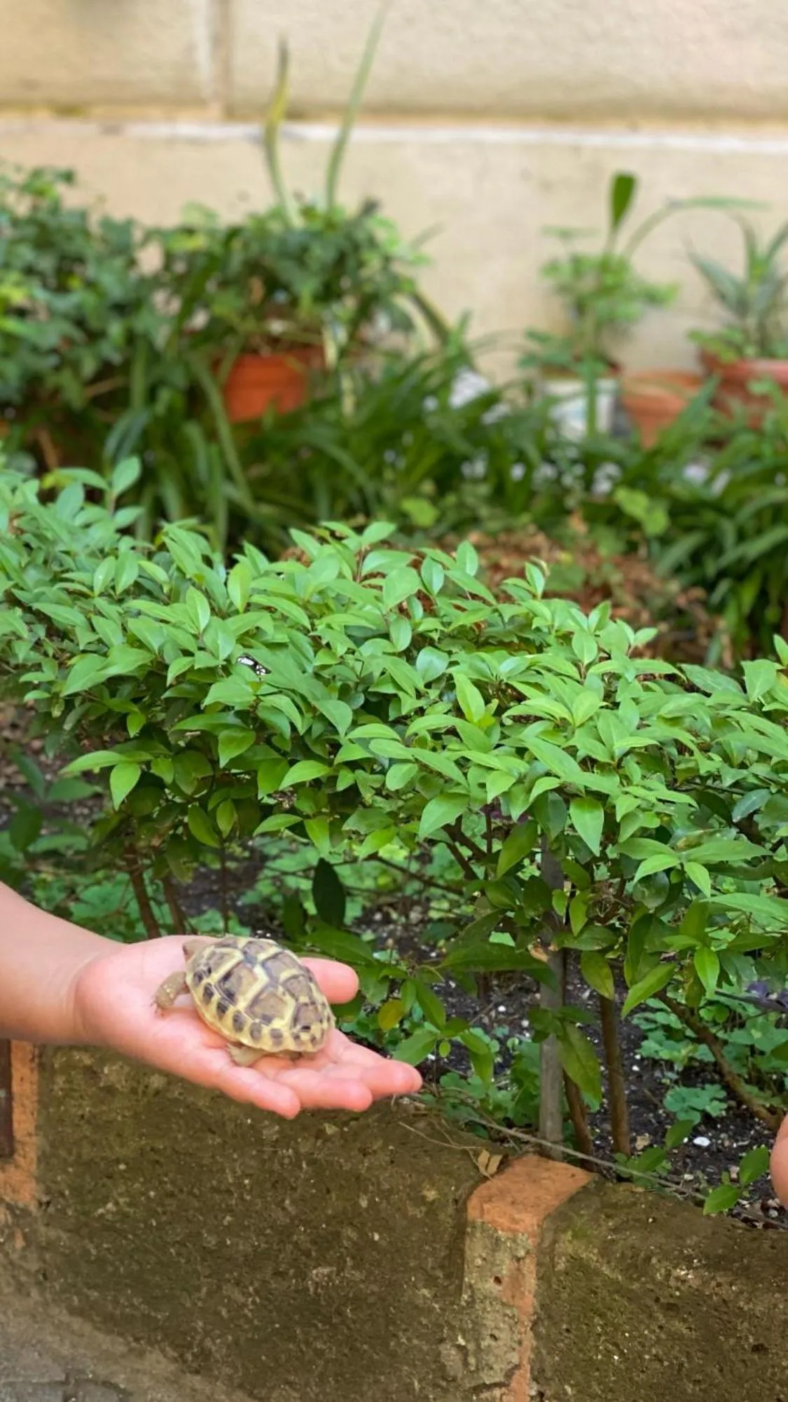 Property building in Sweet Dream Roma Termini