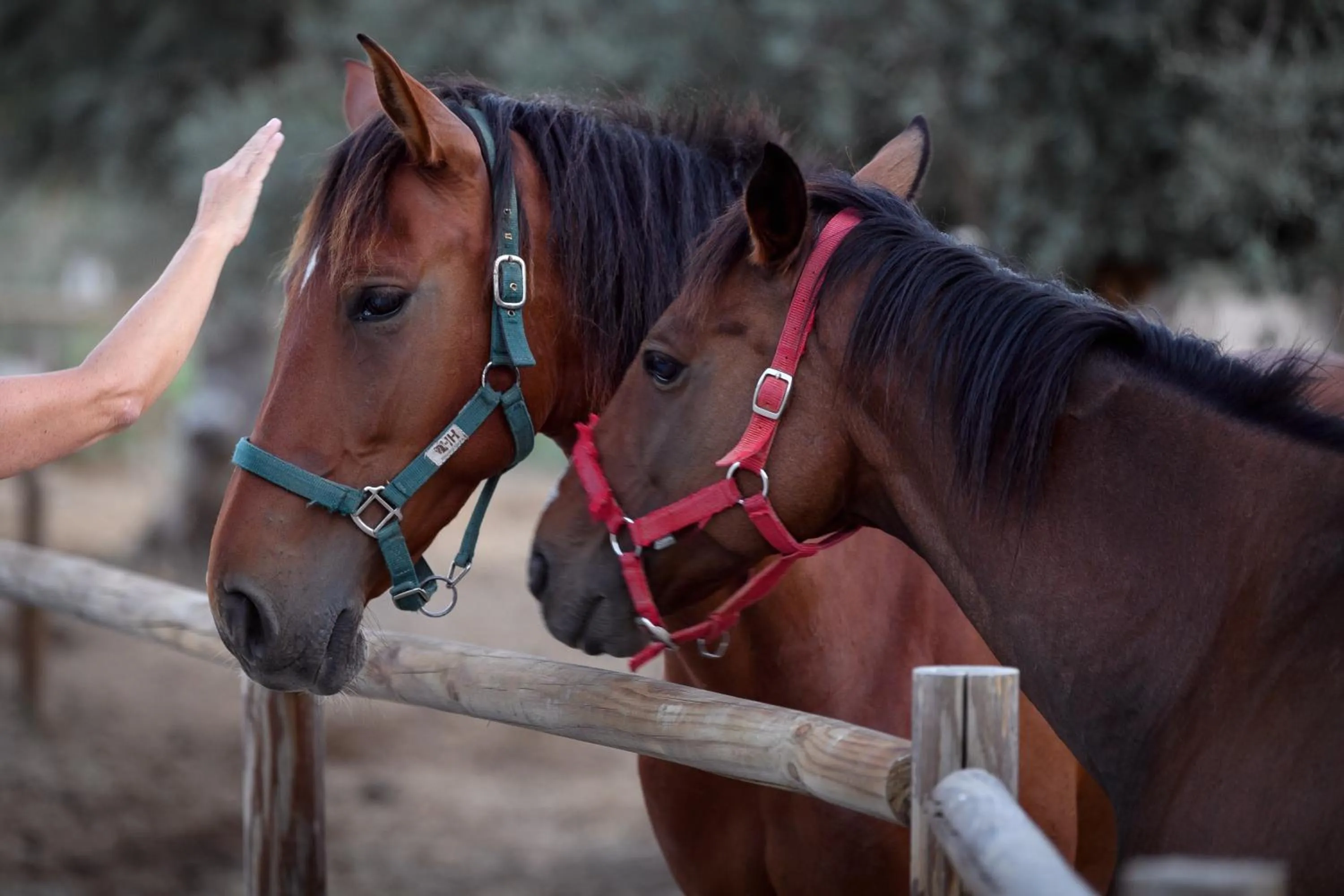 Pets in A Casa do Governador