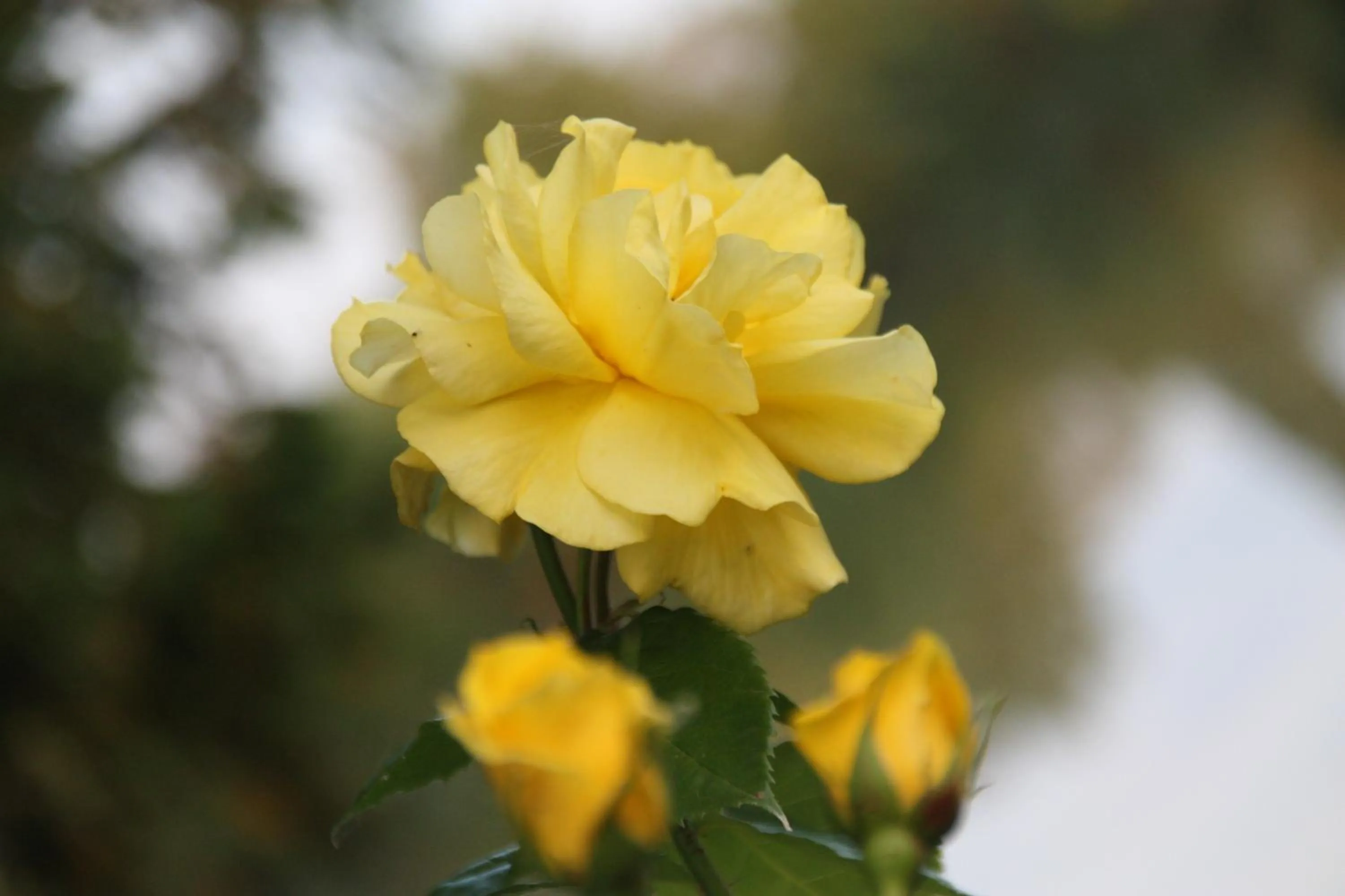 Garden in L'Auberge du Port des Roches
