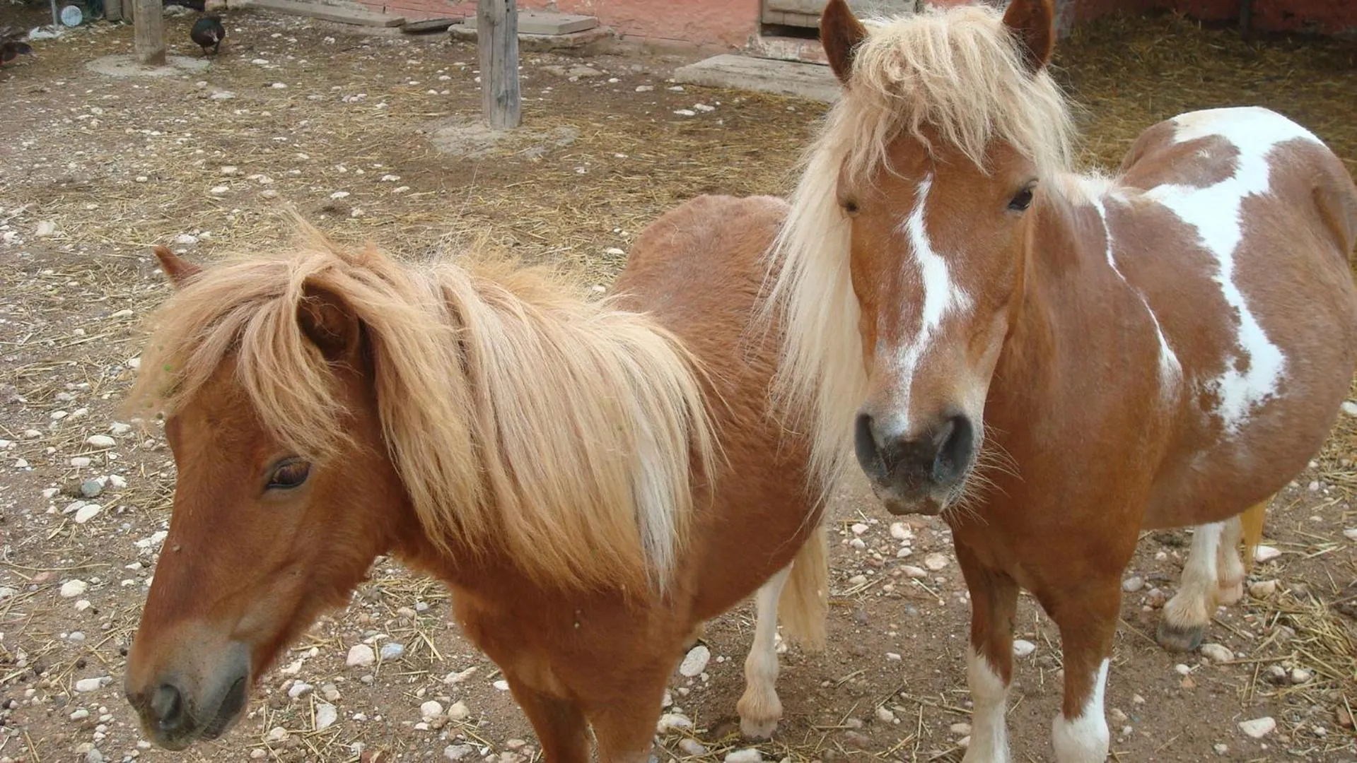 Horse-riding in Comarquinal Bioresort Penedes