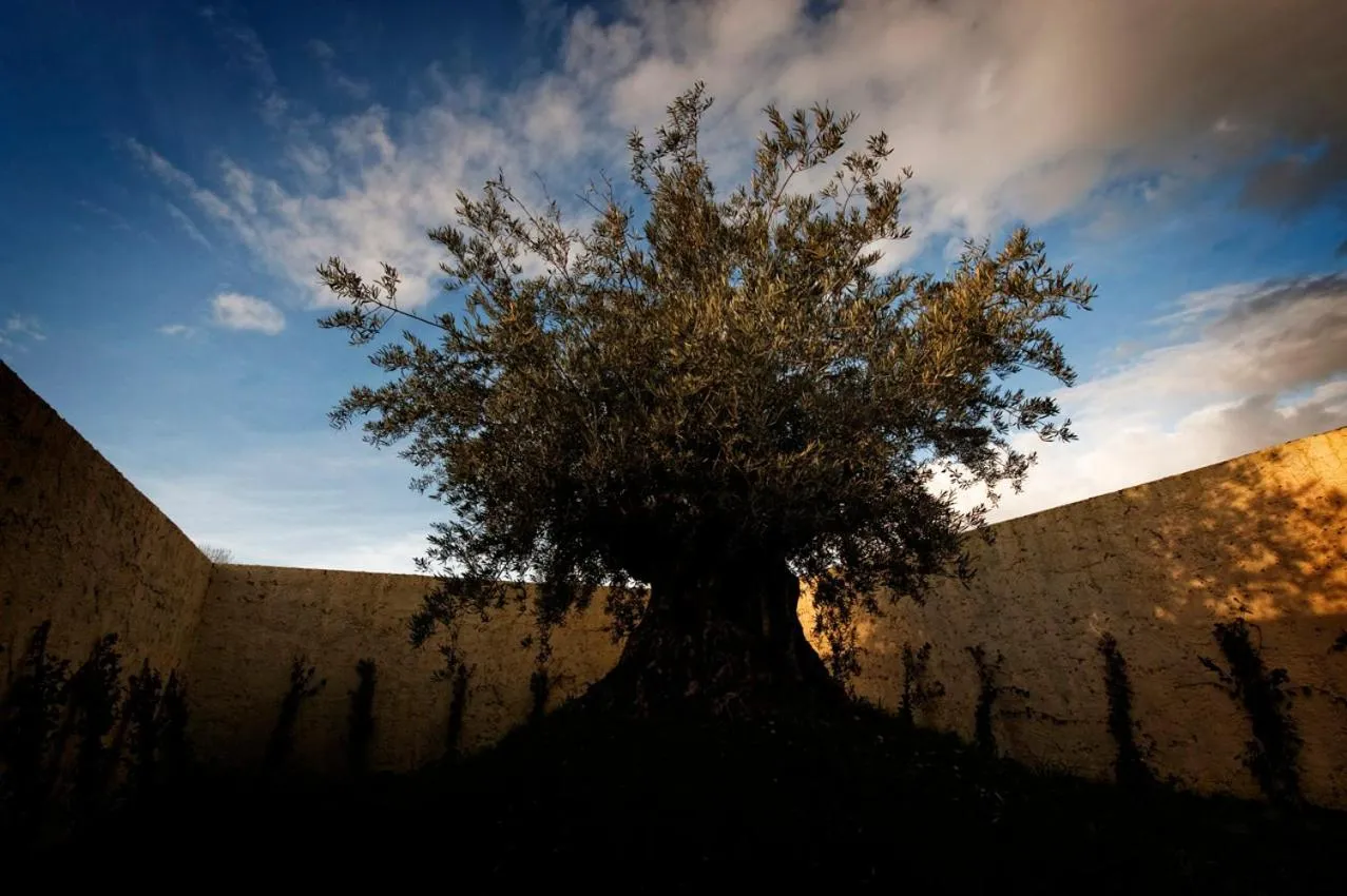 Garden in Foro Appio Mansio Hotel