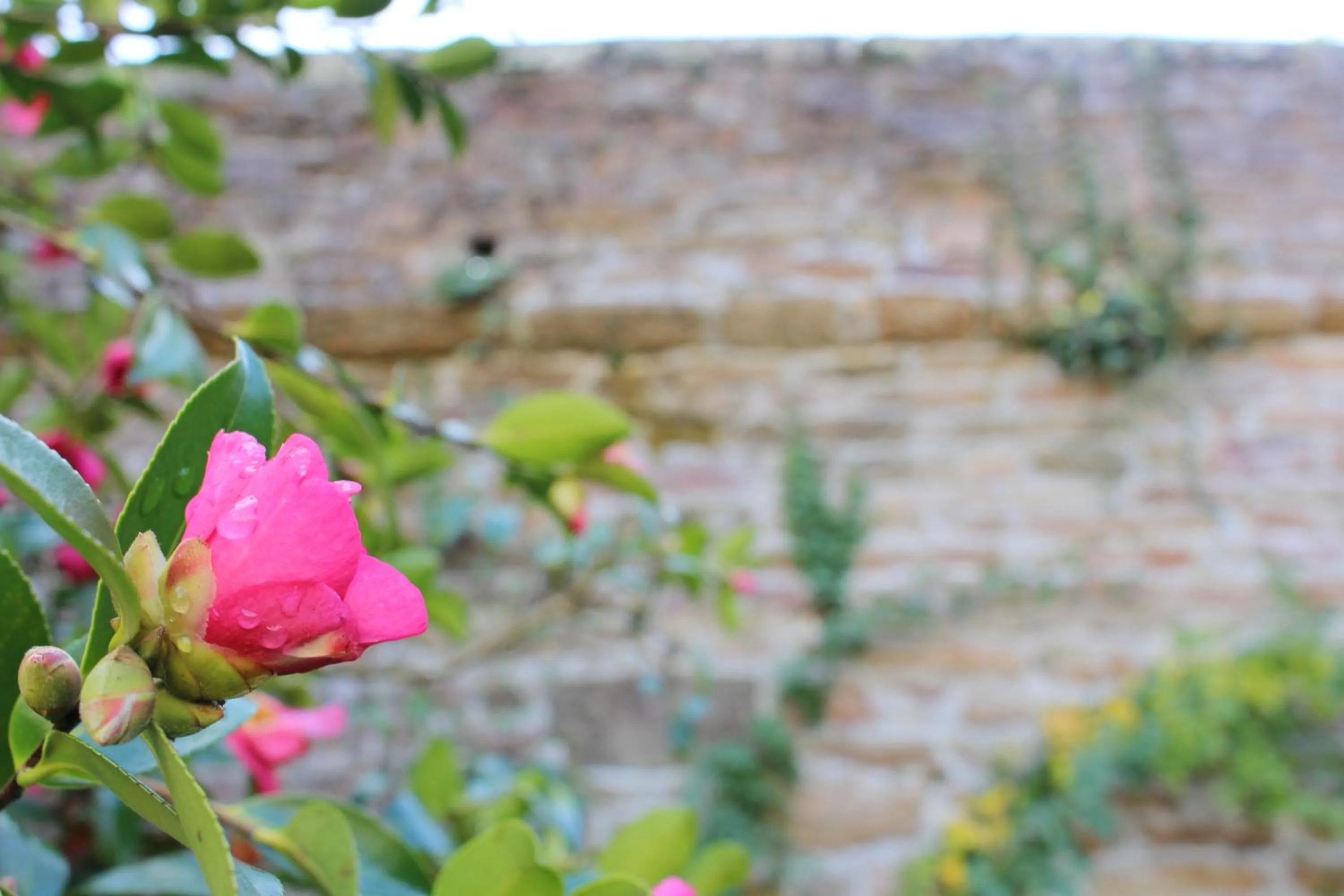 Garden in Manoir du Moustoir - Hôtel Les Empreintes