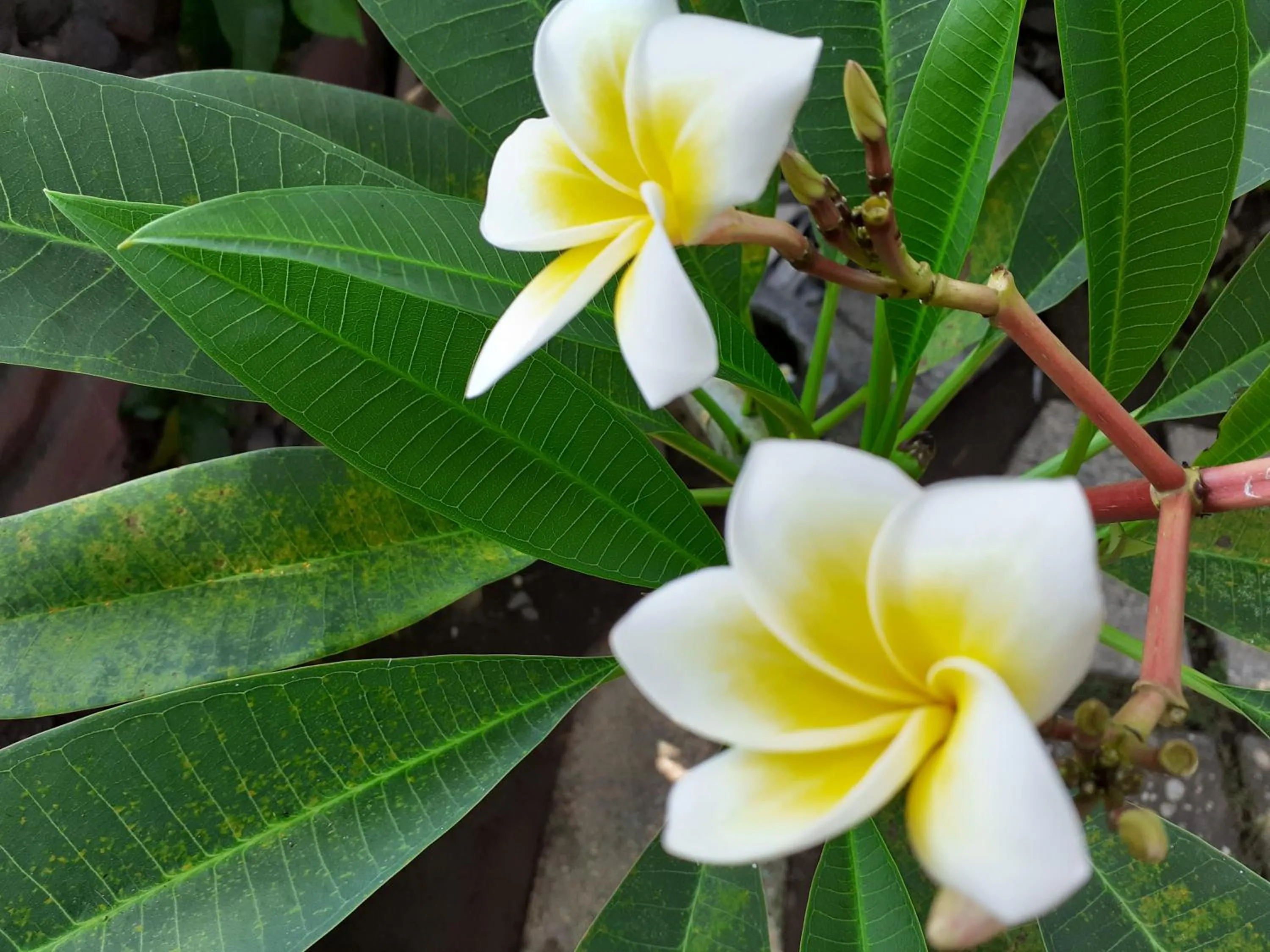 Garden in Bulih Beach Bungalows
