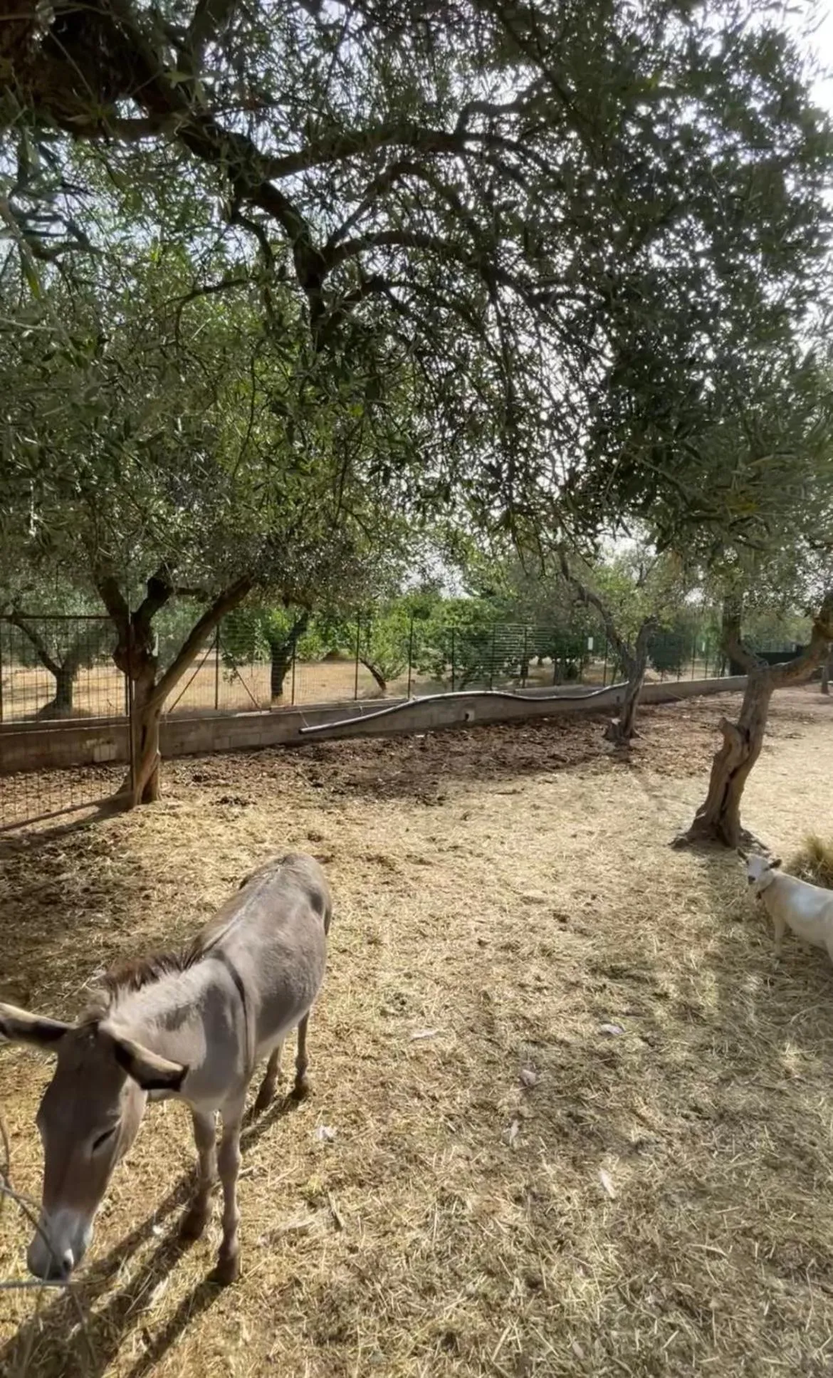 Casale Torre San Magno