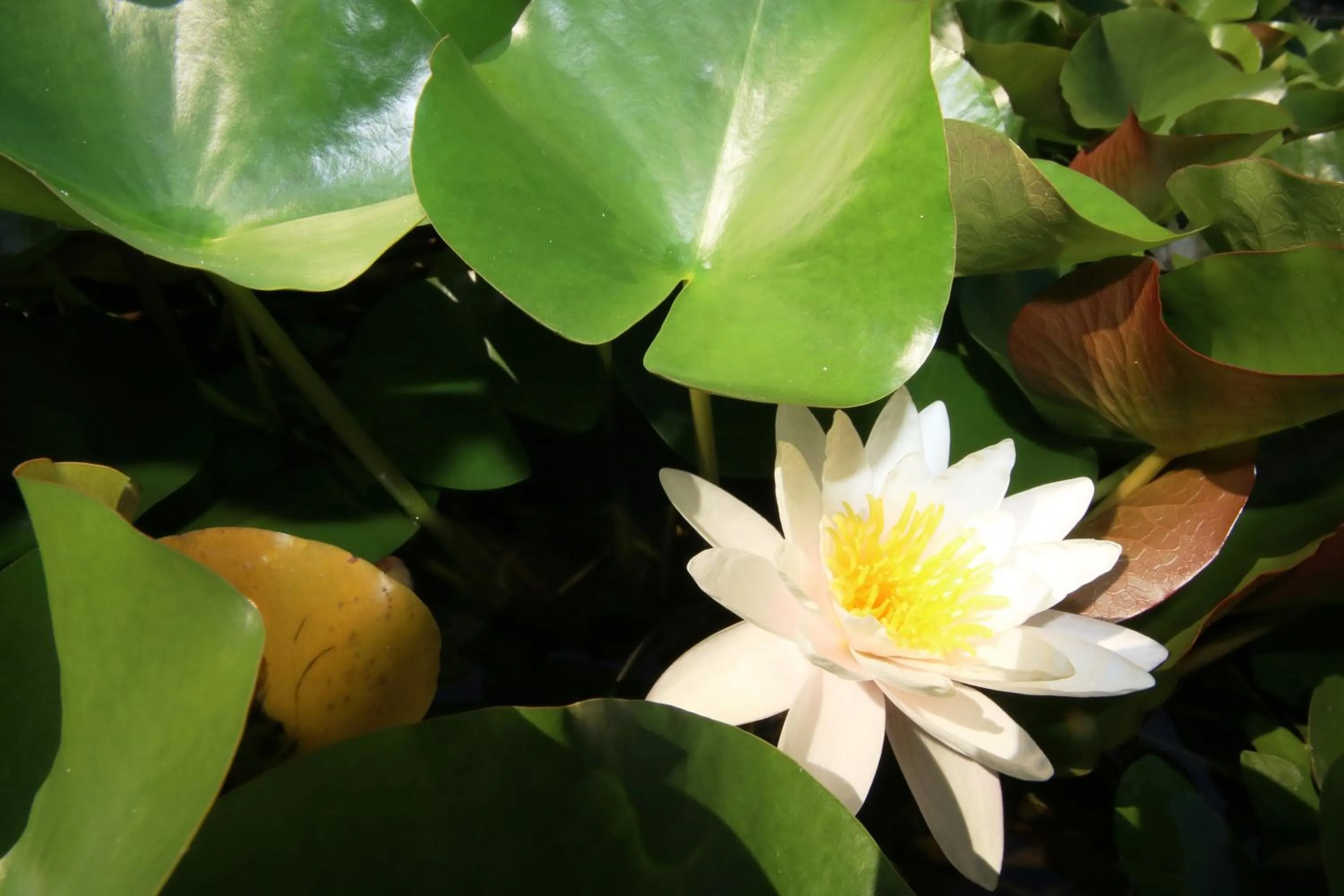 Natural landscape in Vila Carlos