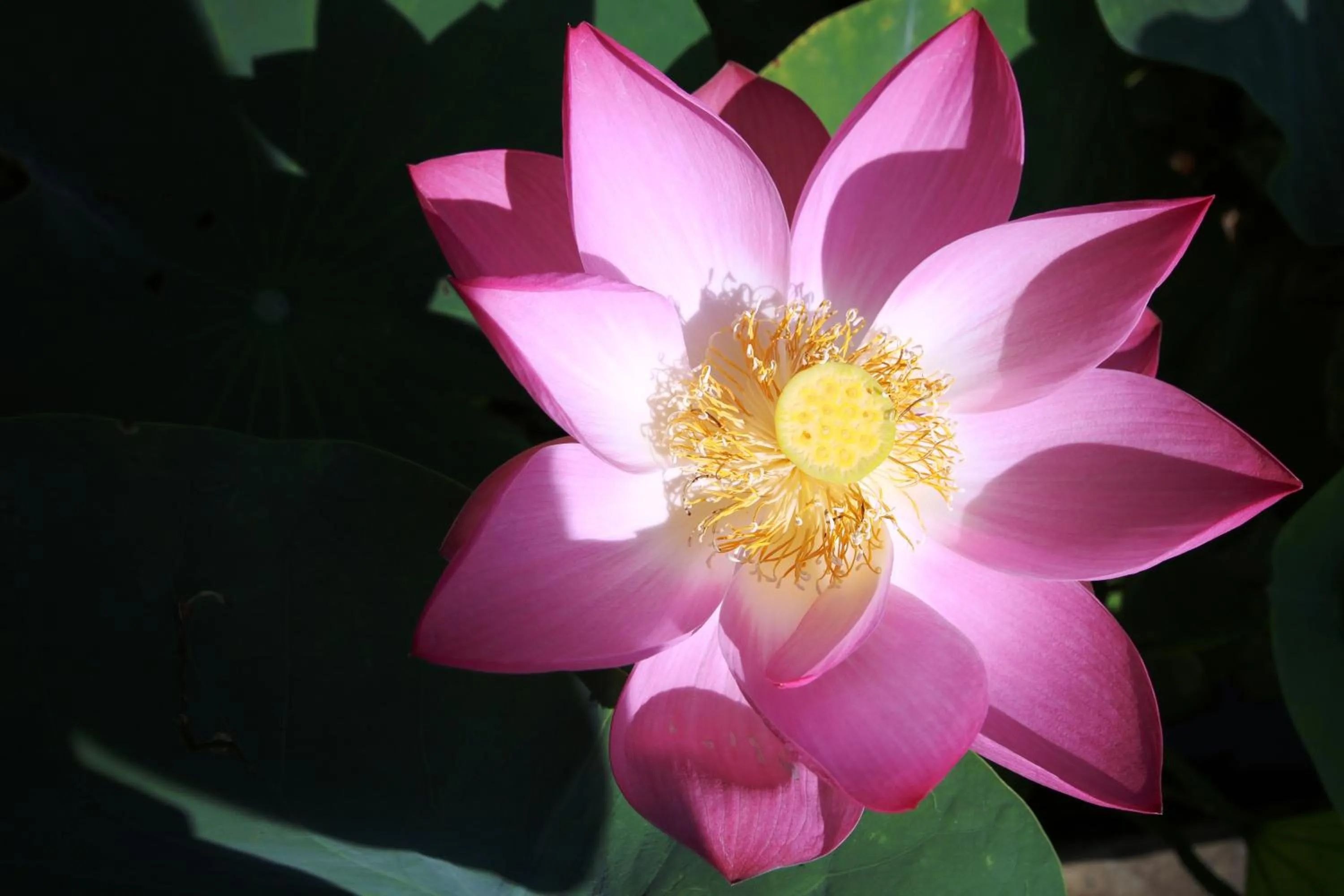 Nearby landmark in Vila Carlos