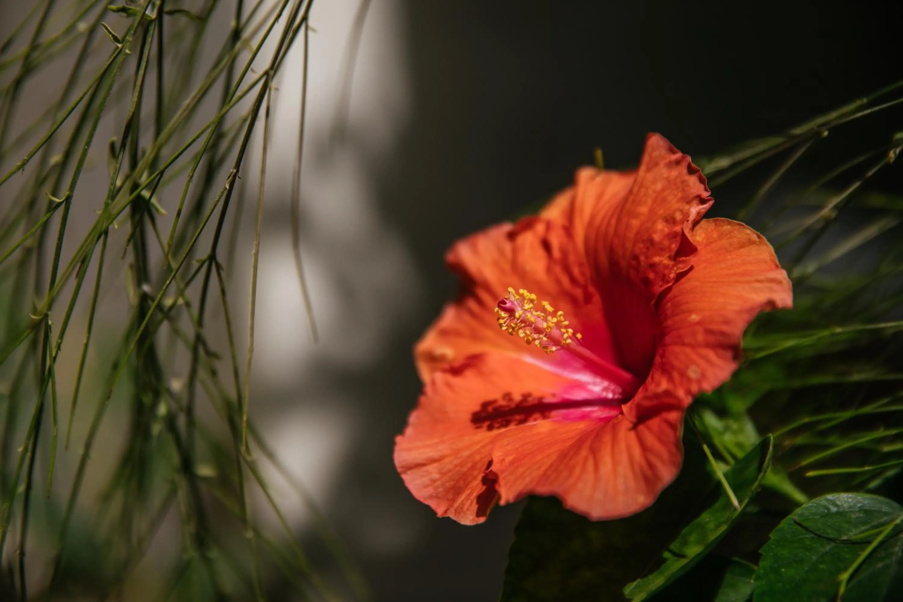 Spring in CasaLô Hotel