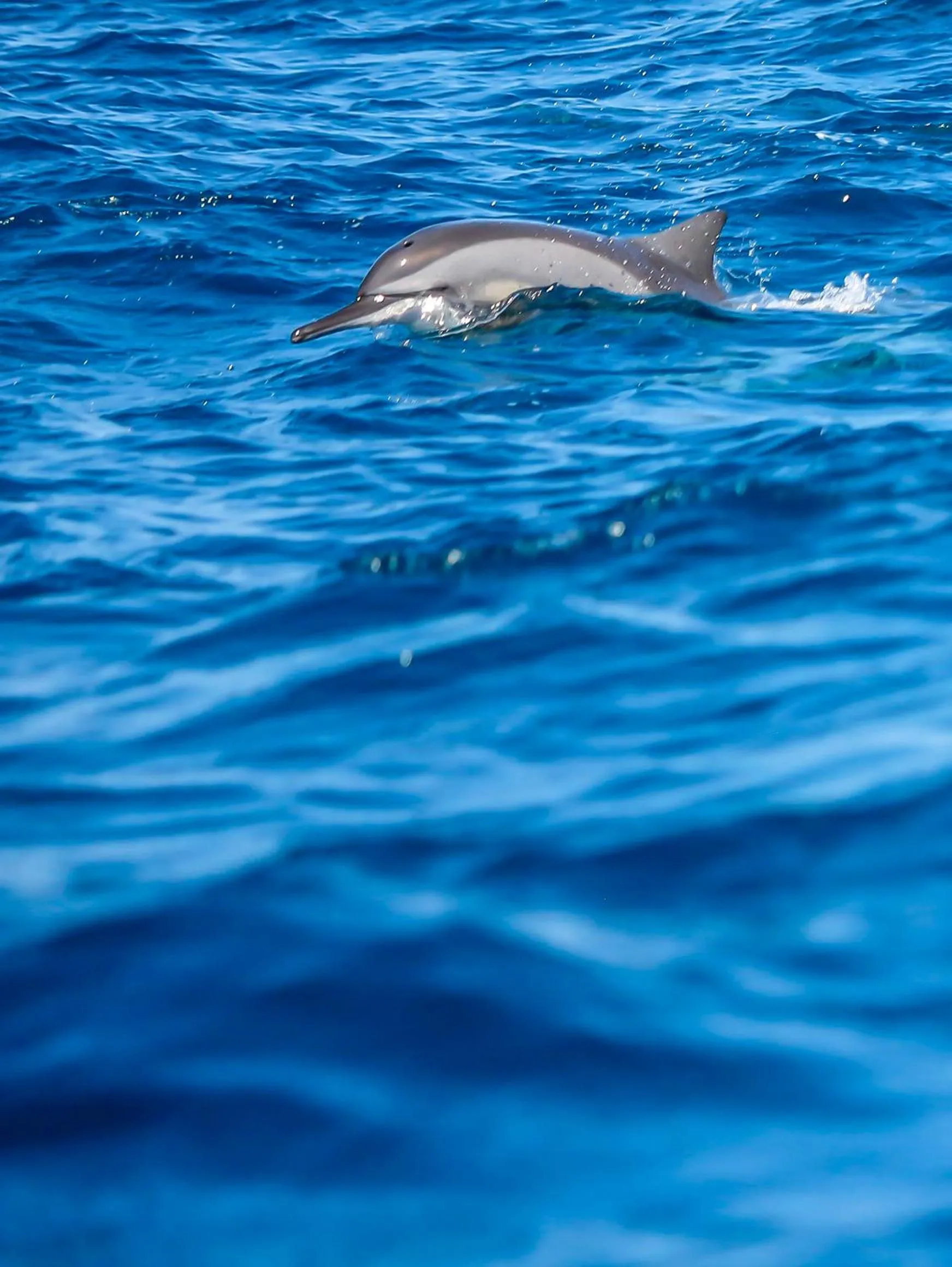 Animals in Elements Beach & Nature Resort