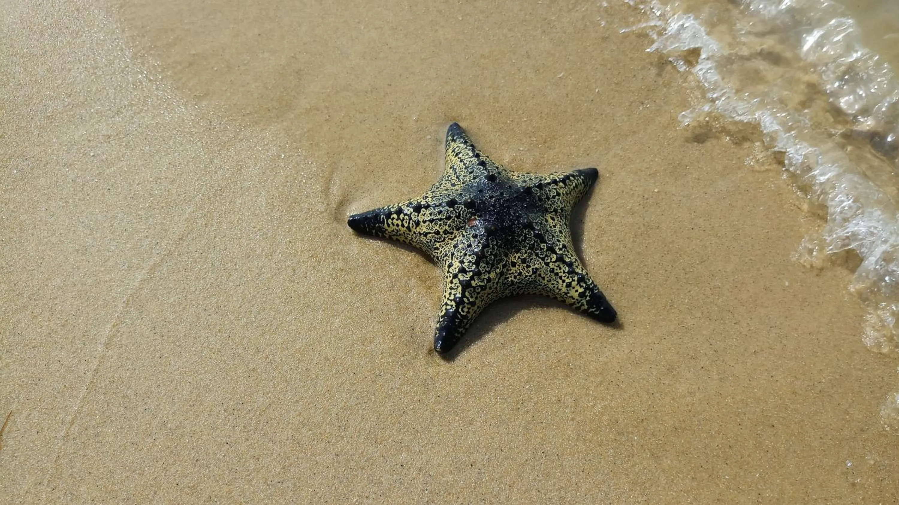 Beach in Elements Beach & Nature Resort