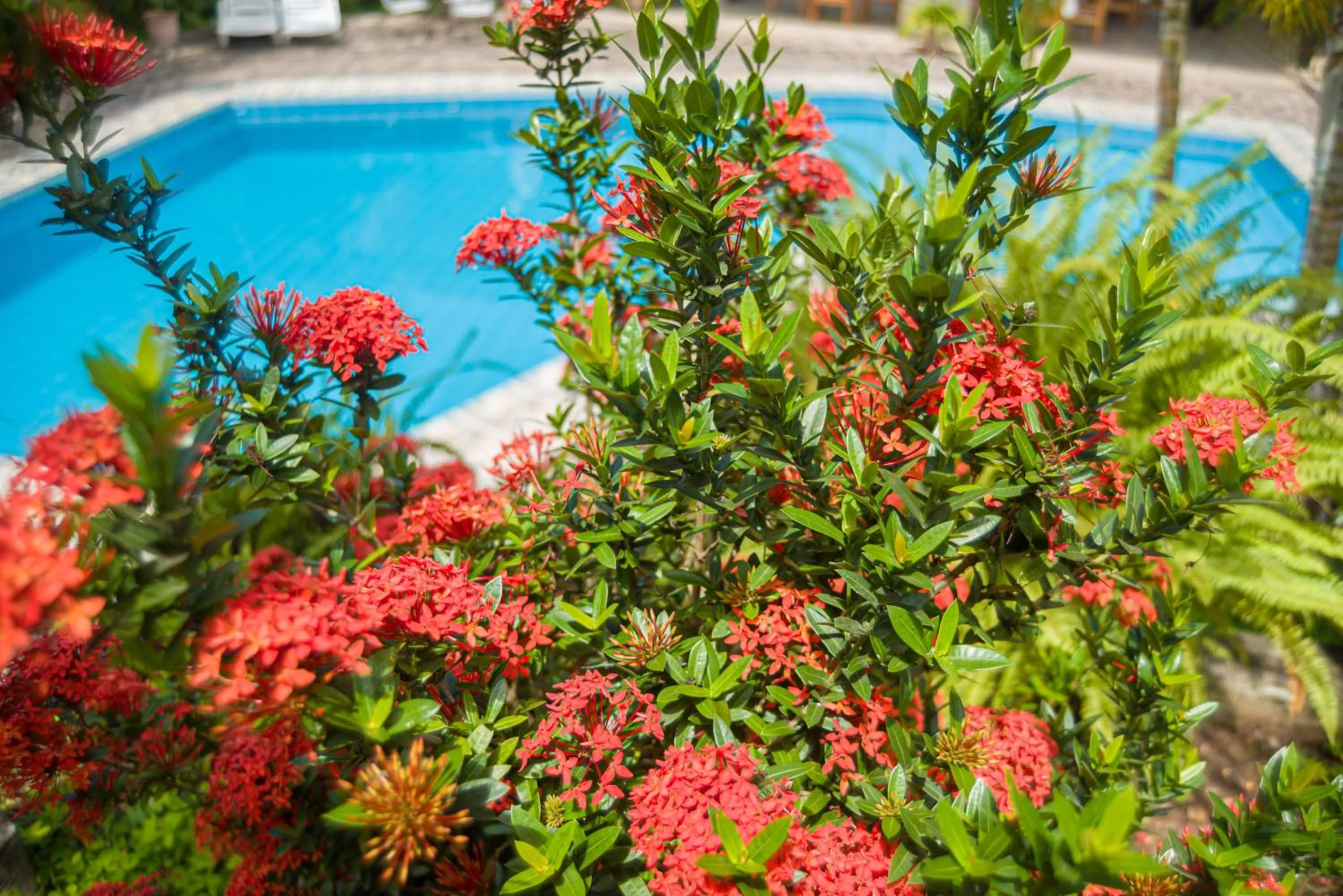 Spring in Colina de Montalva Casa Hotel