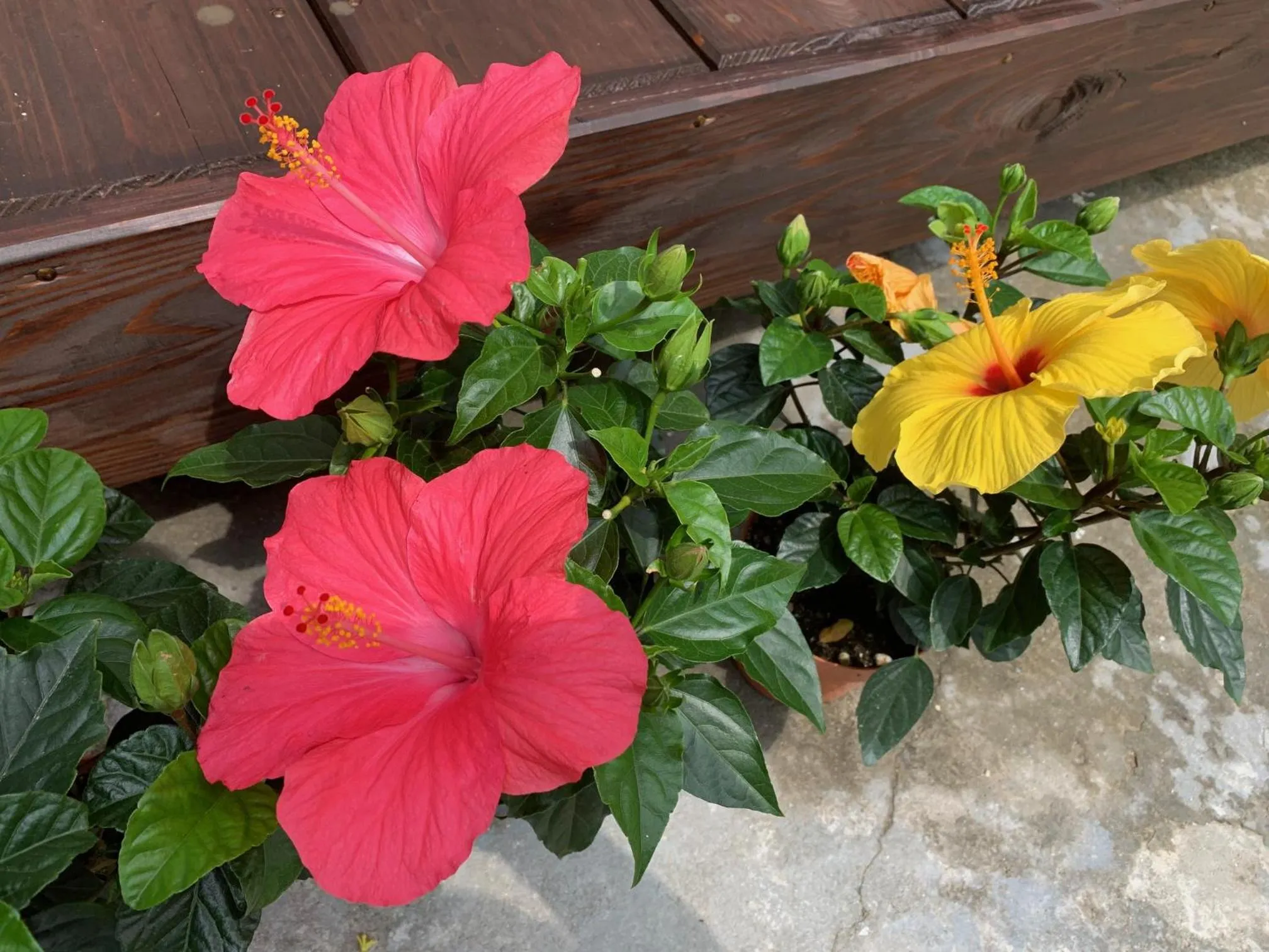 Garden in Condominium WAFU TEI Okinawa city